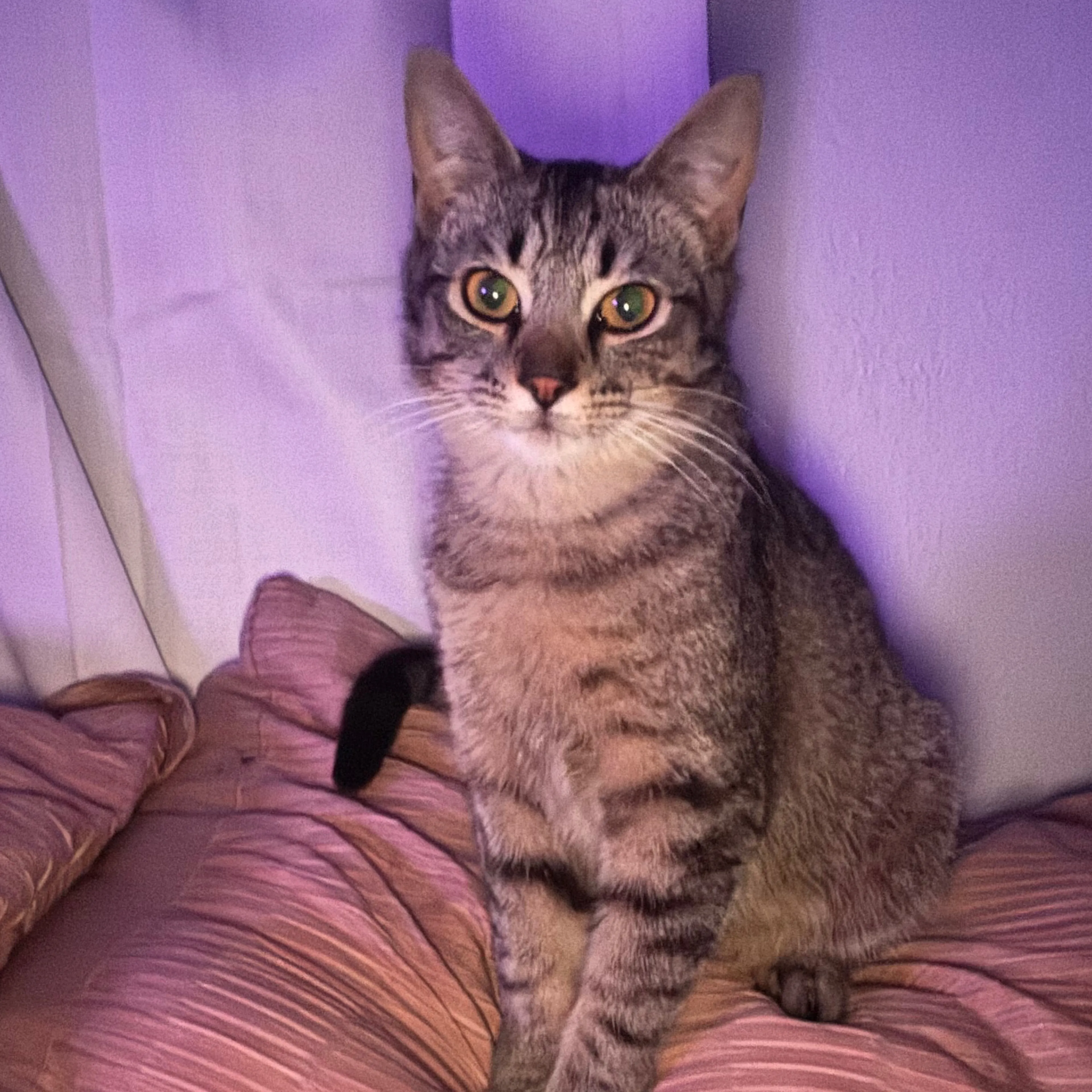 Lost pet-2