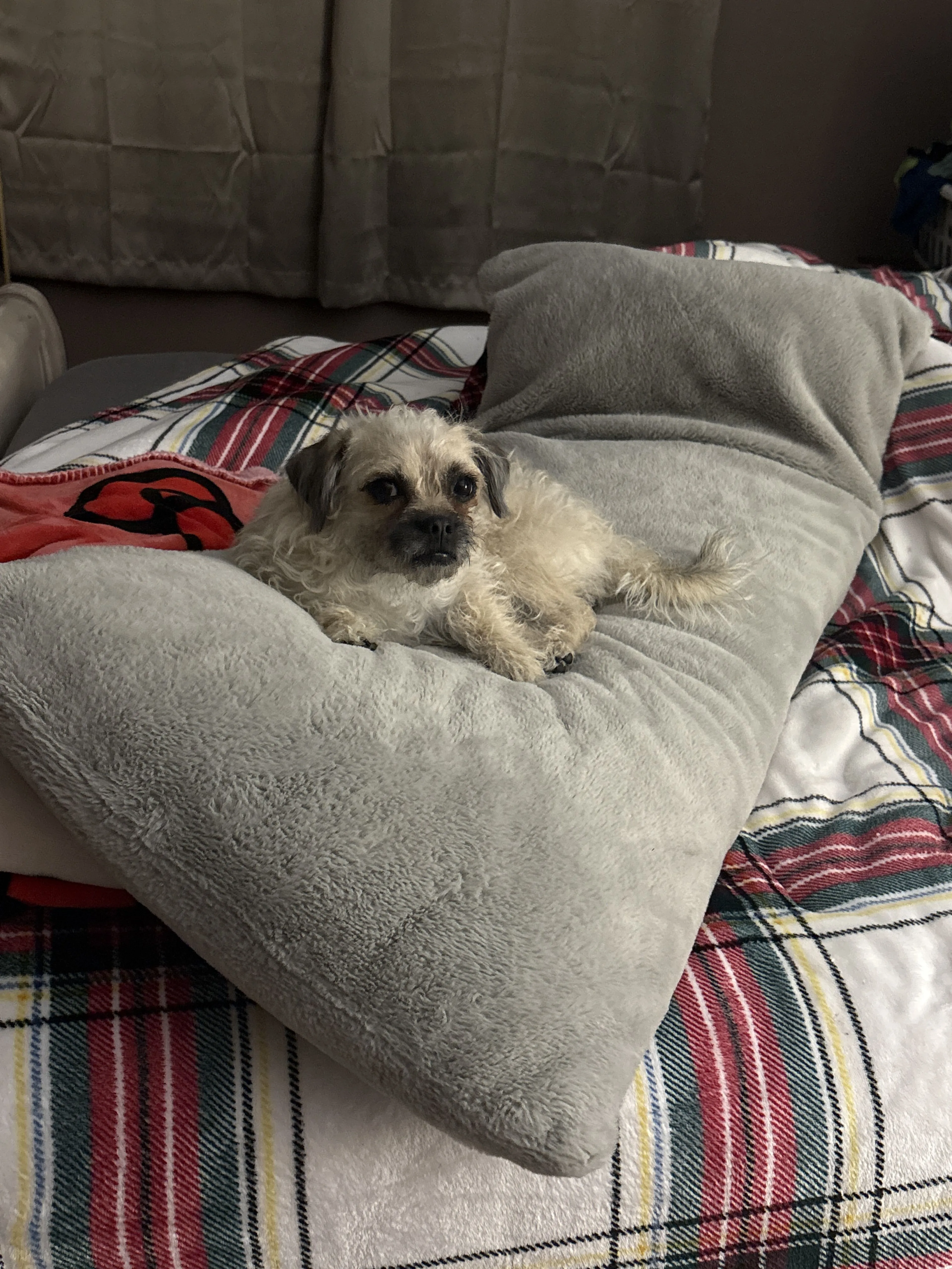 Lost pet-2