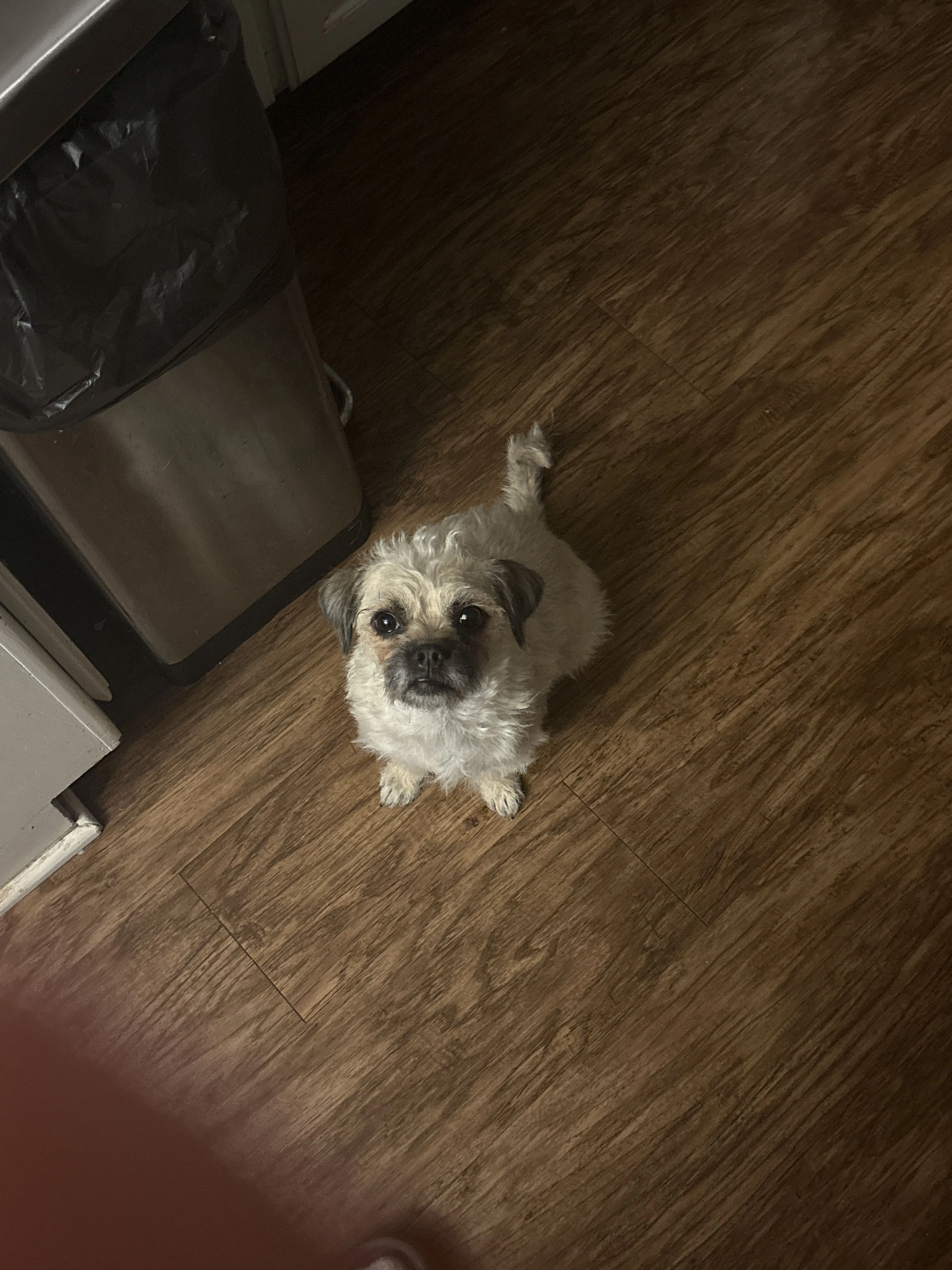 Lost pet-0