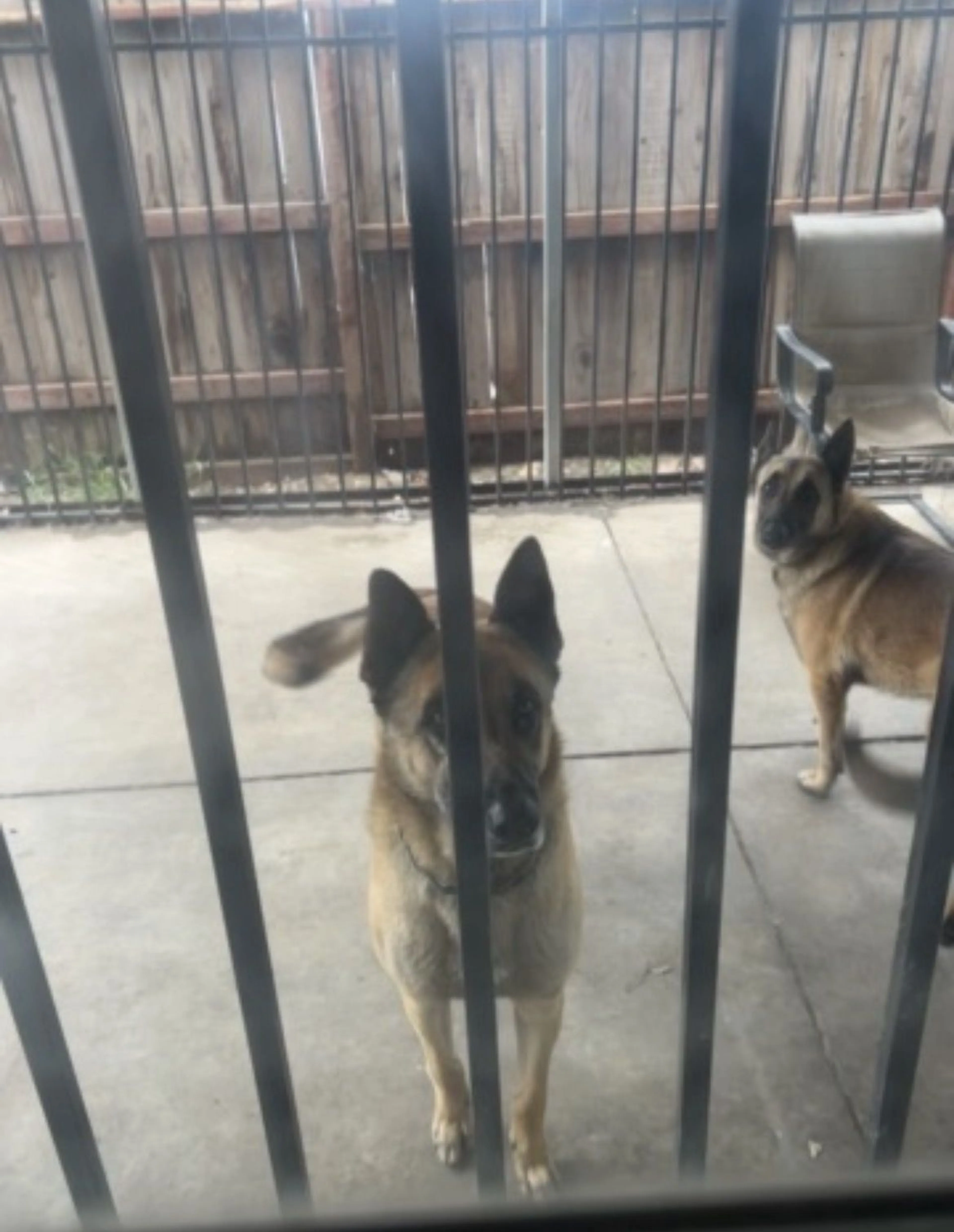 Lost pet