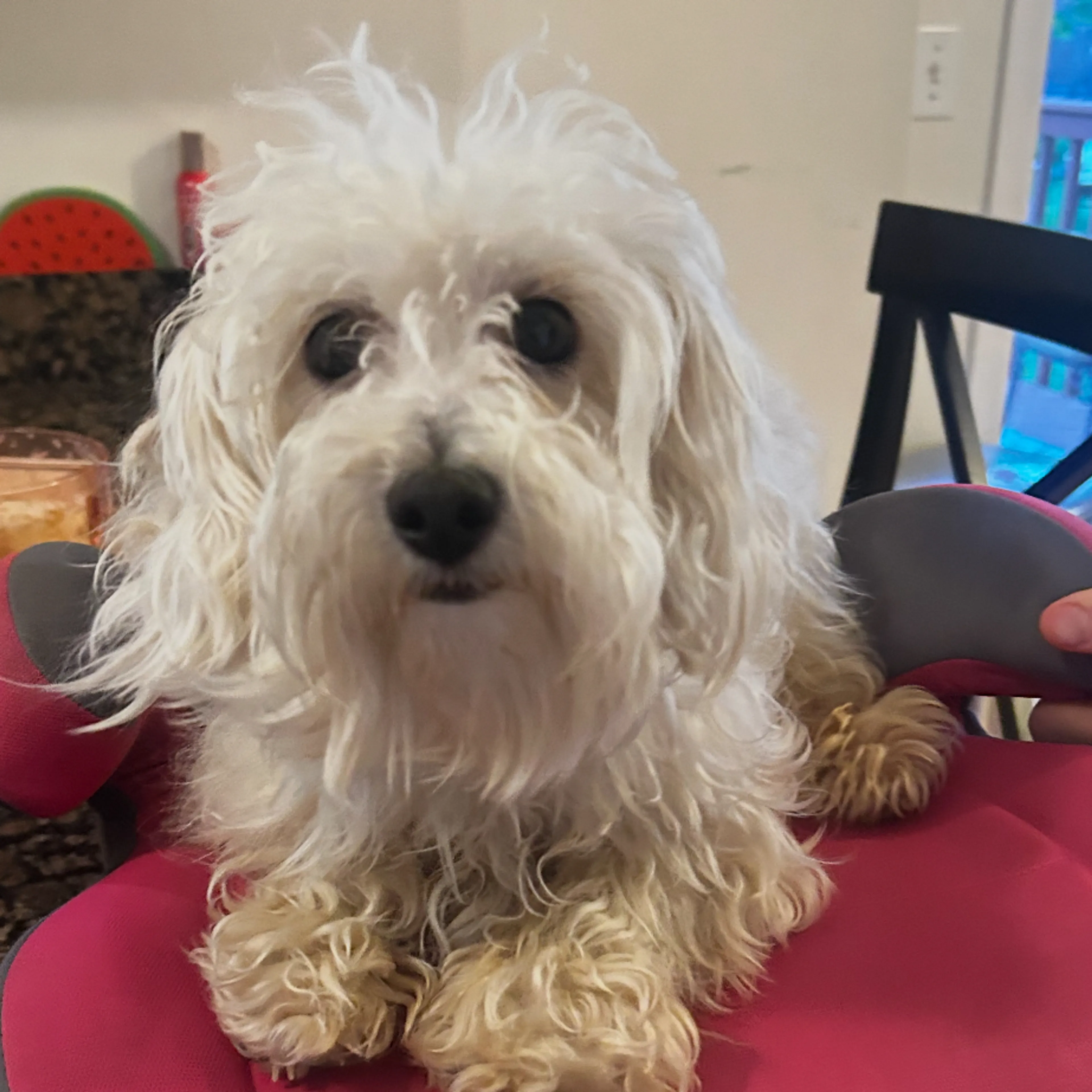 Lost pet-2