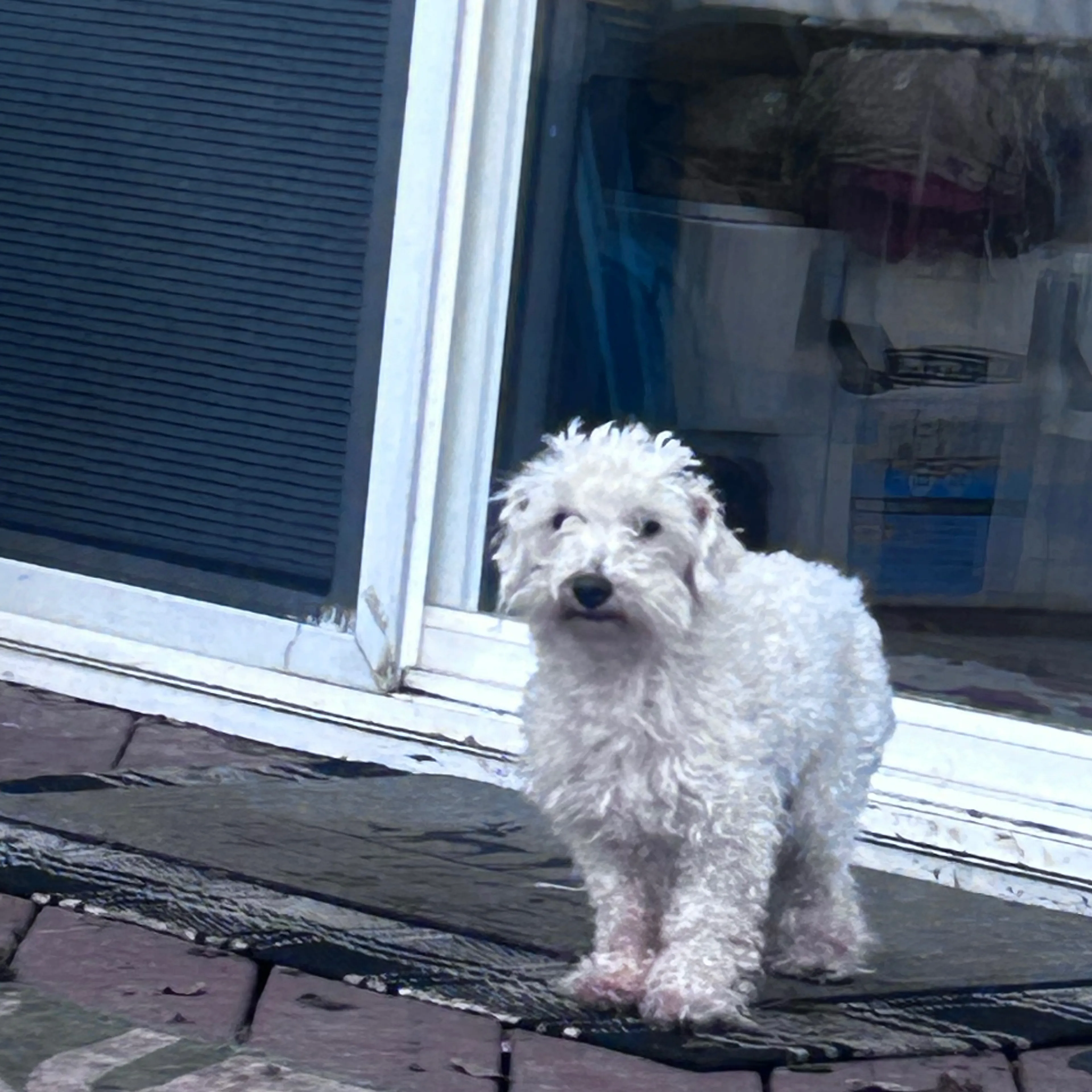 Lost pet-1