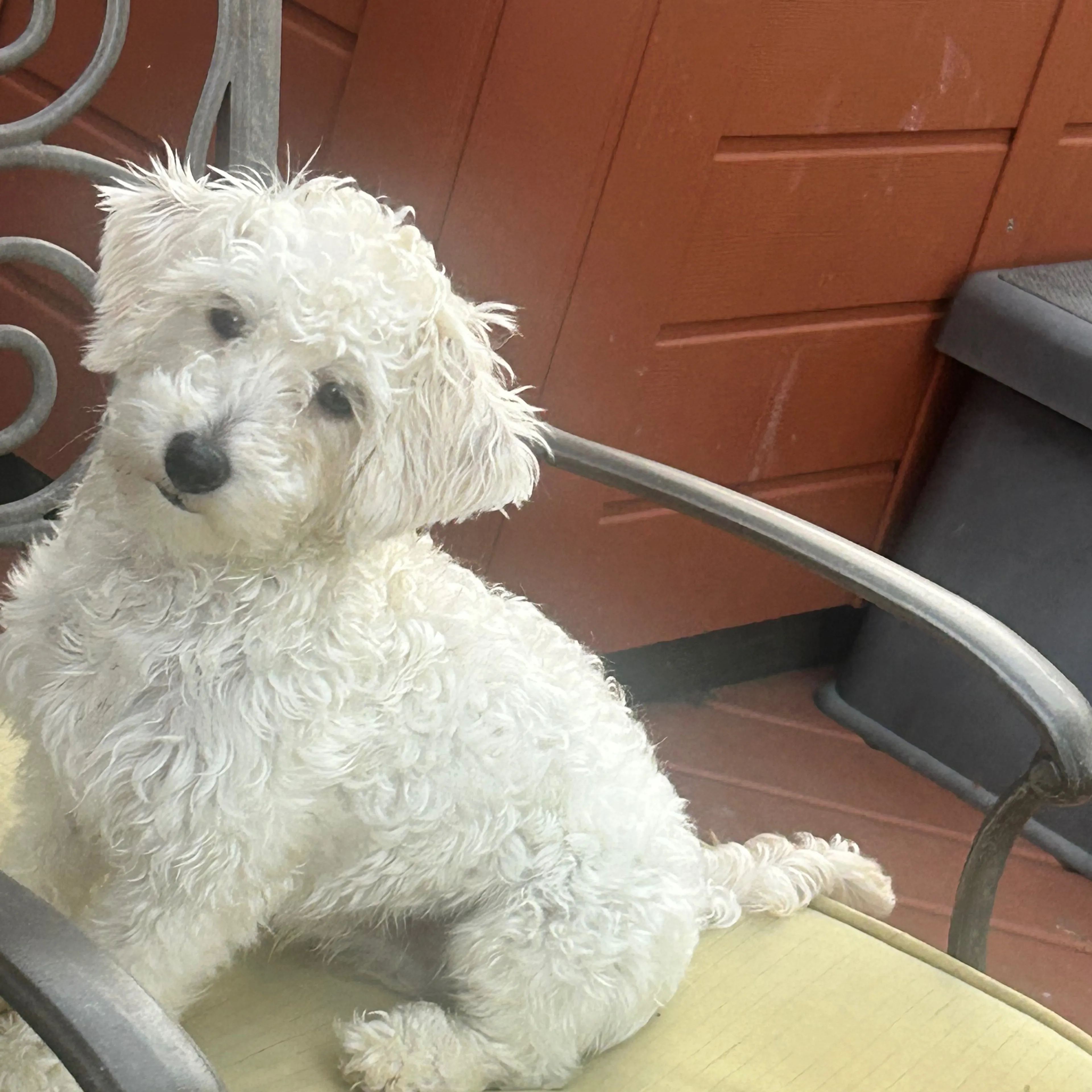Lost pet-3