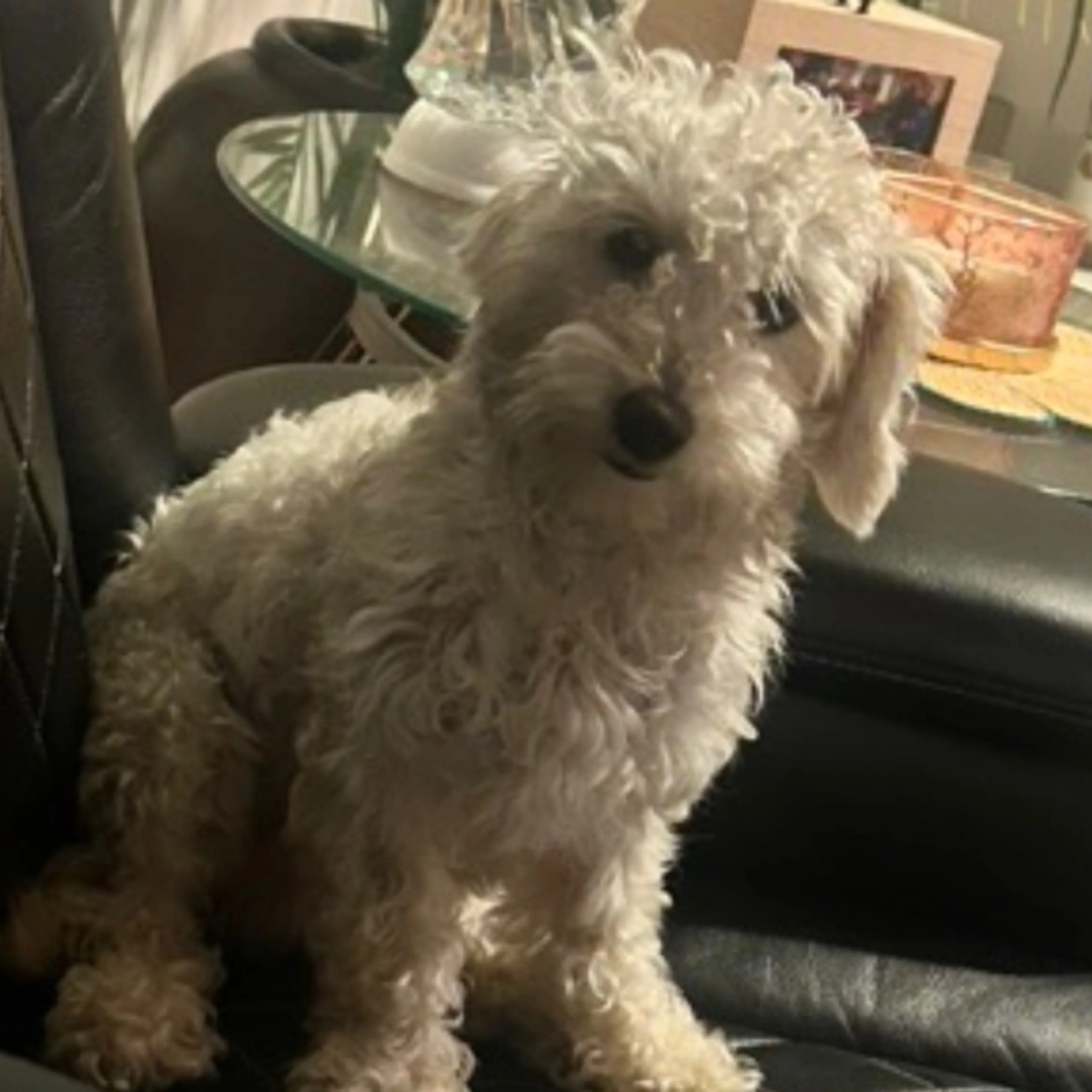 Lost pet-0