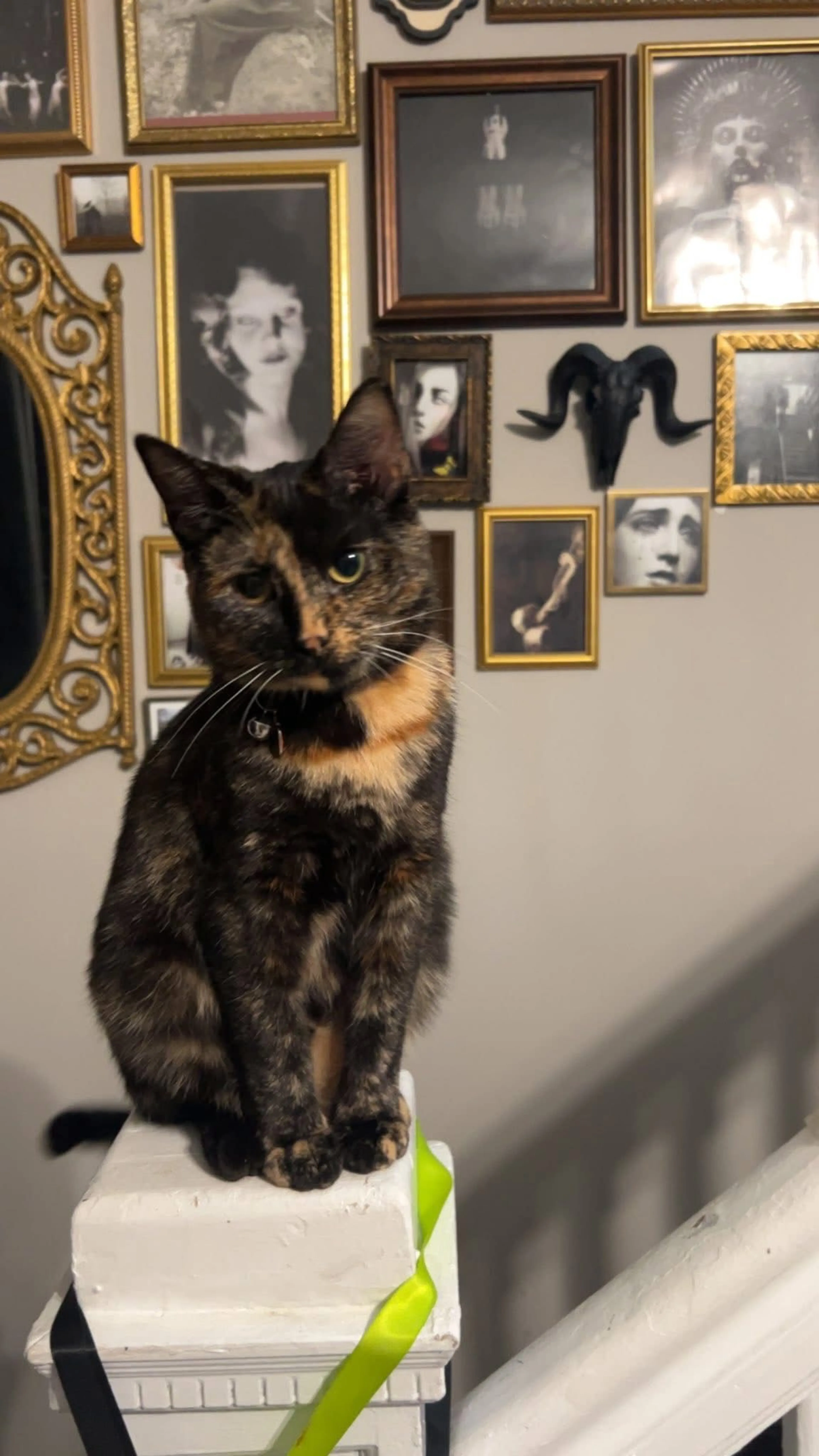 Lost pet