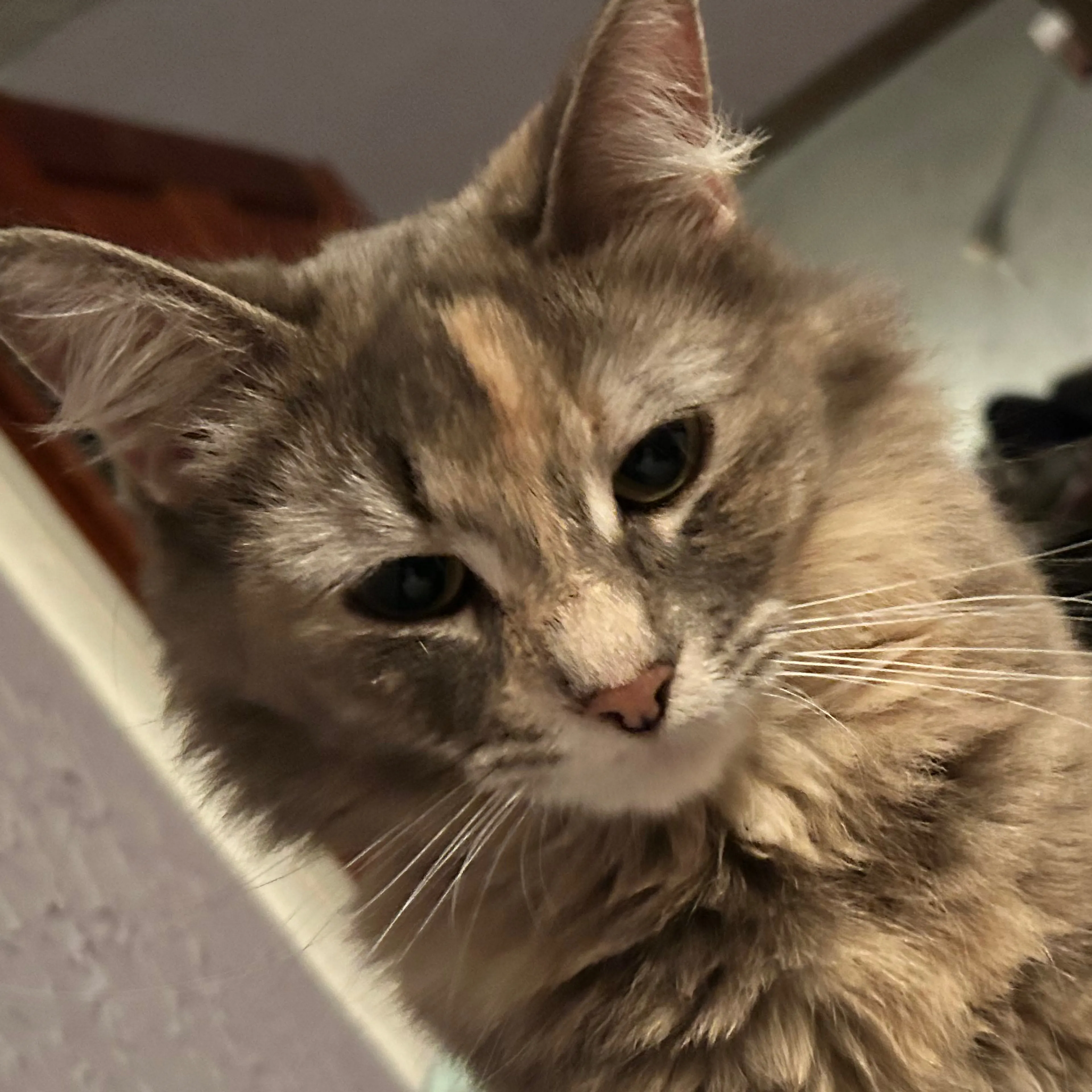 Lost pet-2