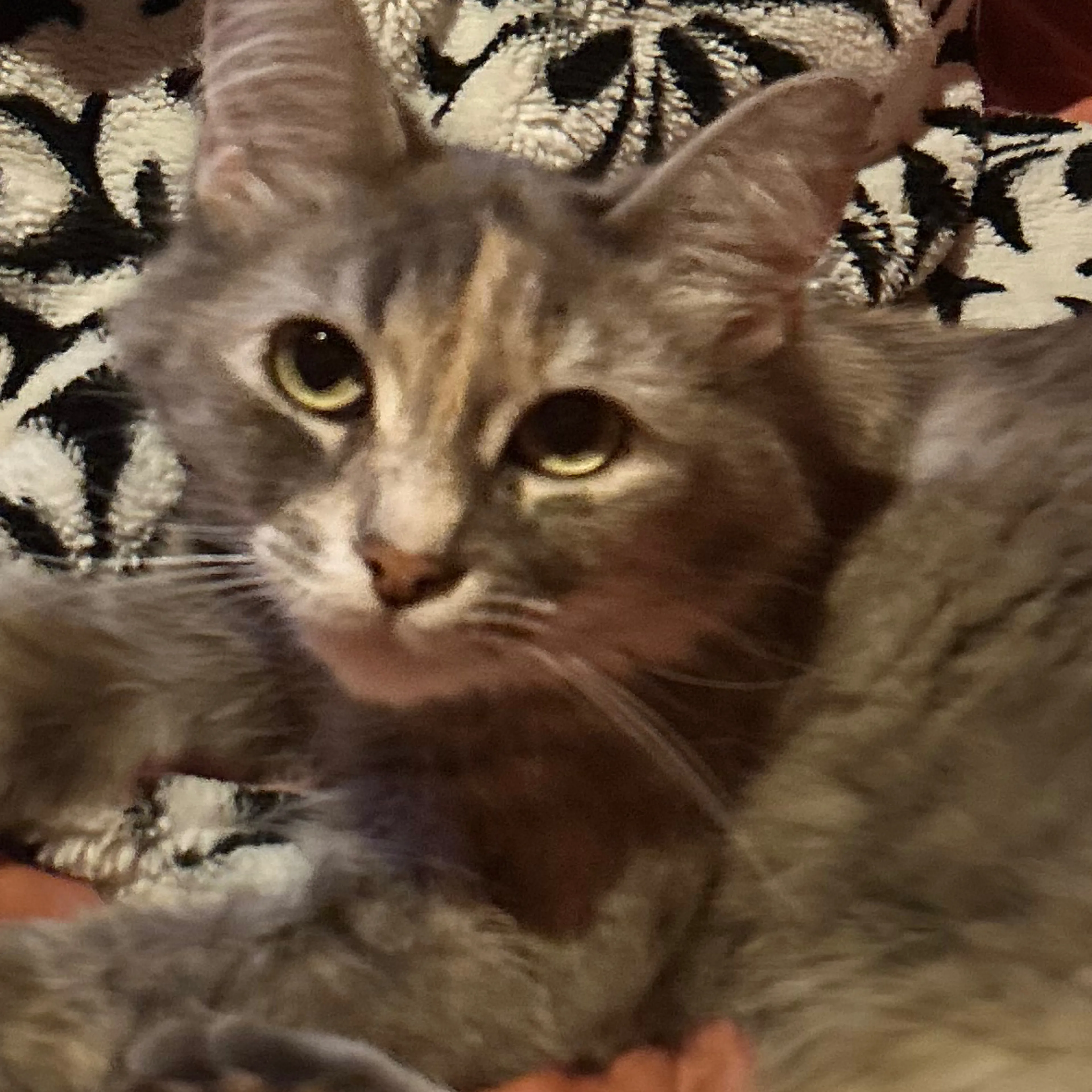 Lost pet-0