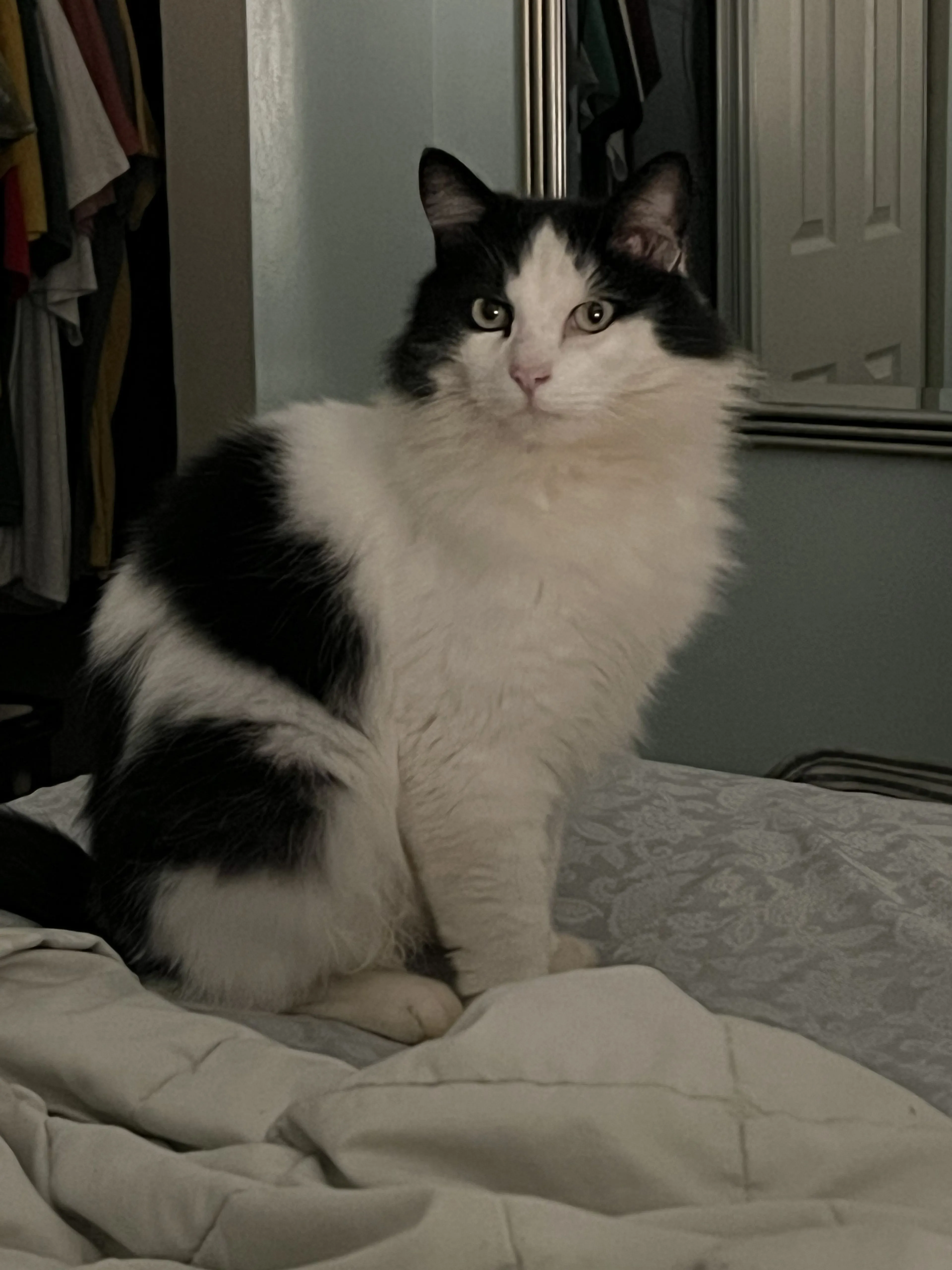 Lost pet-0
