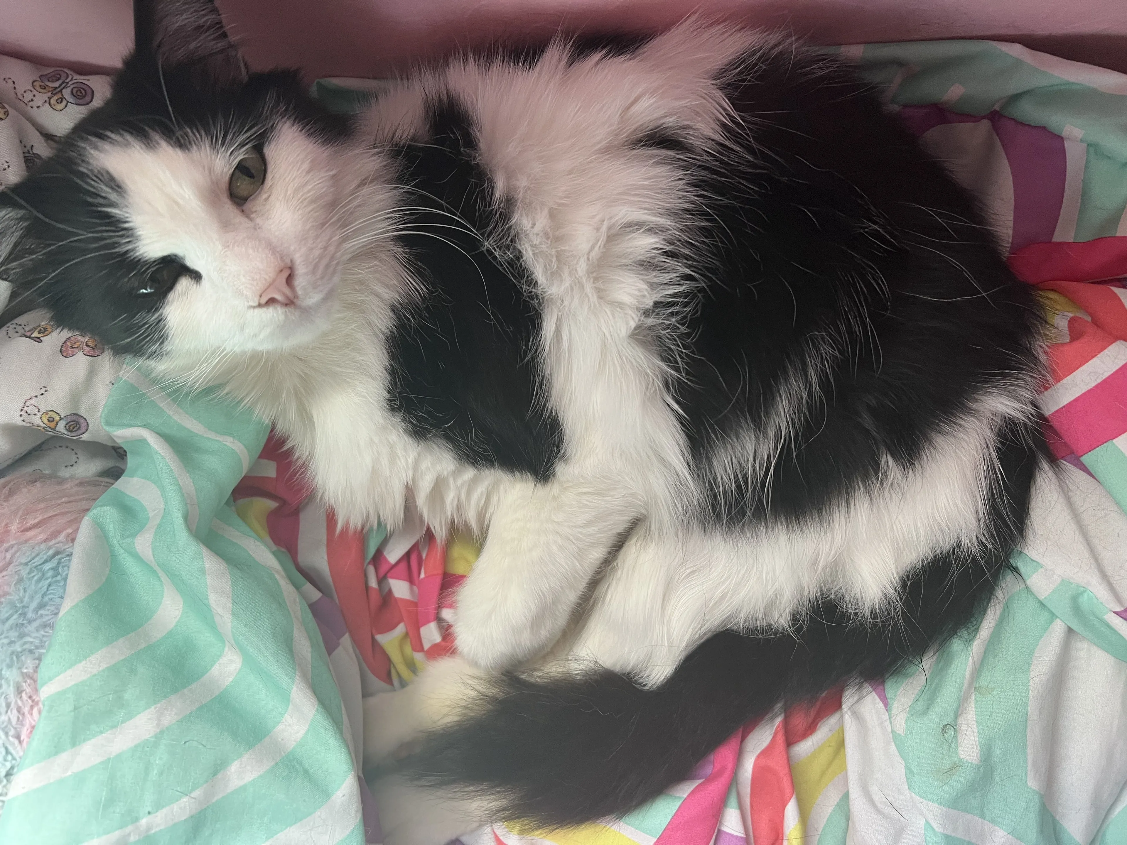 Lost pet-2