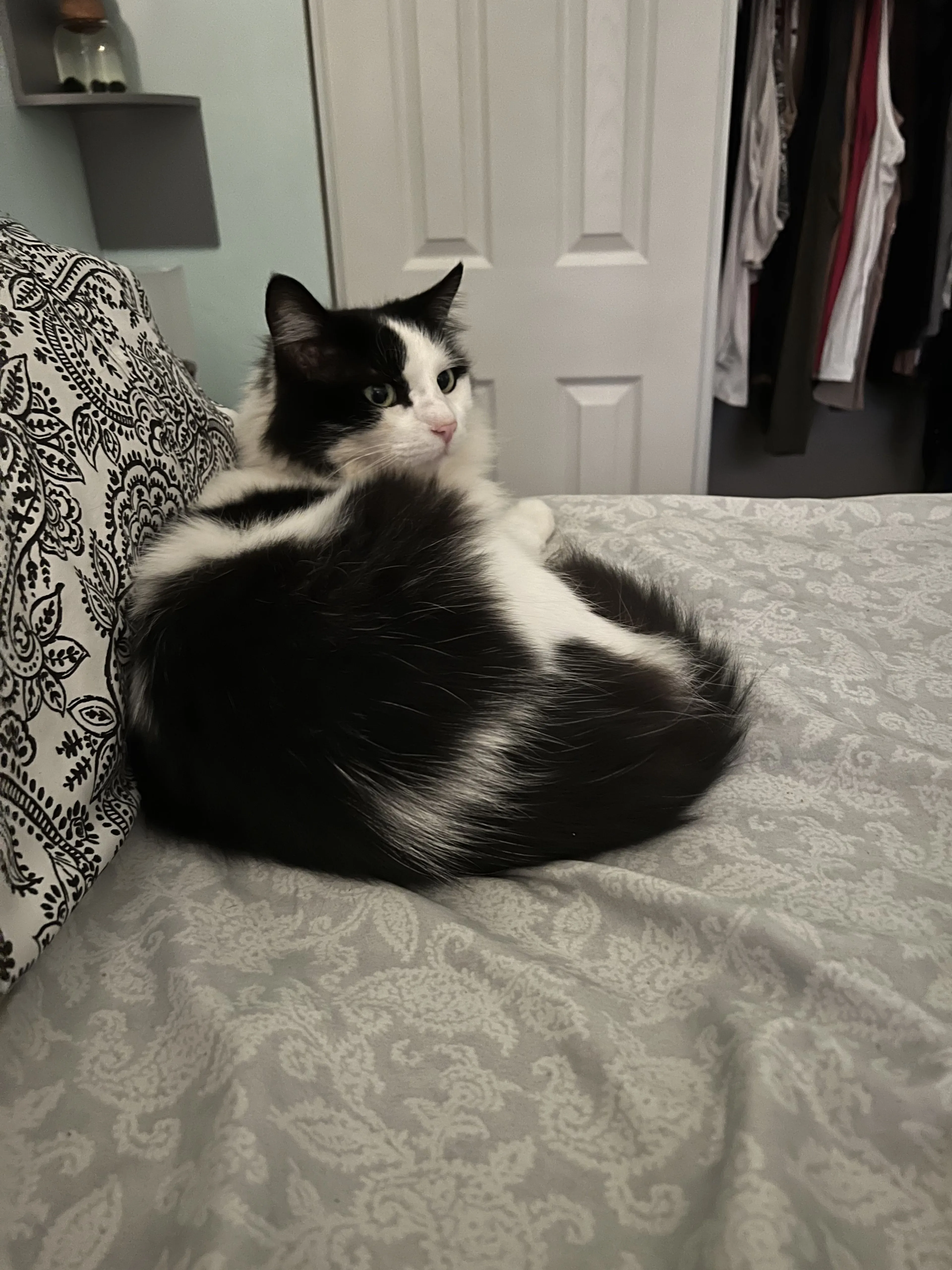 Lost pet-1