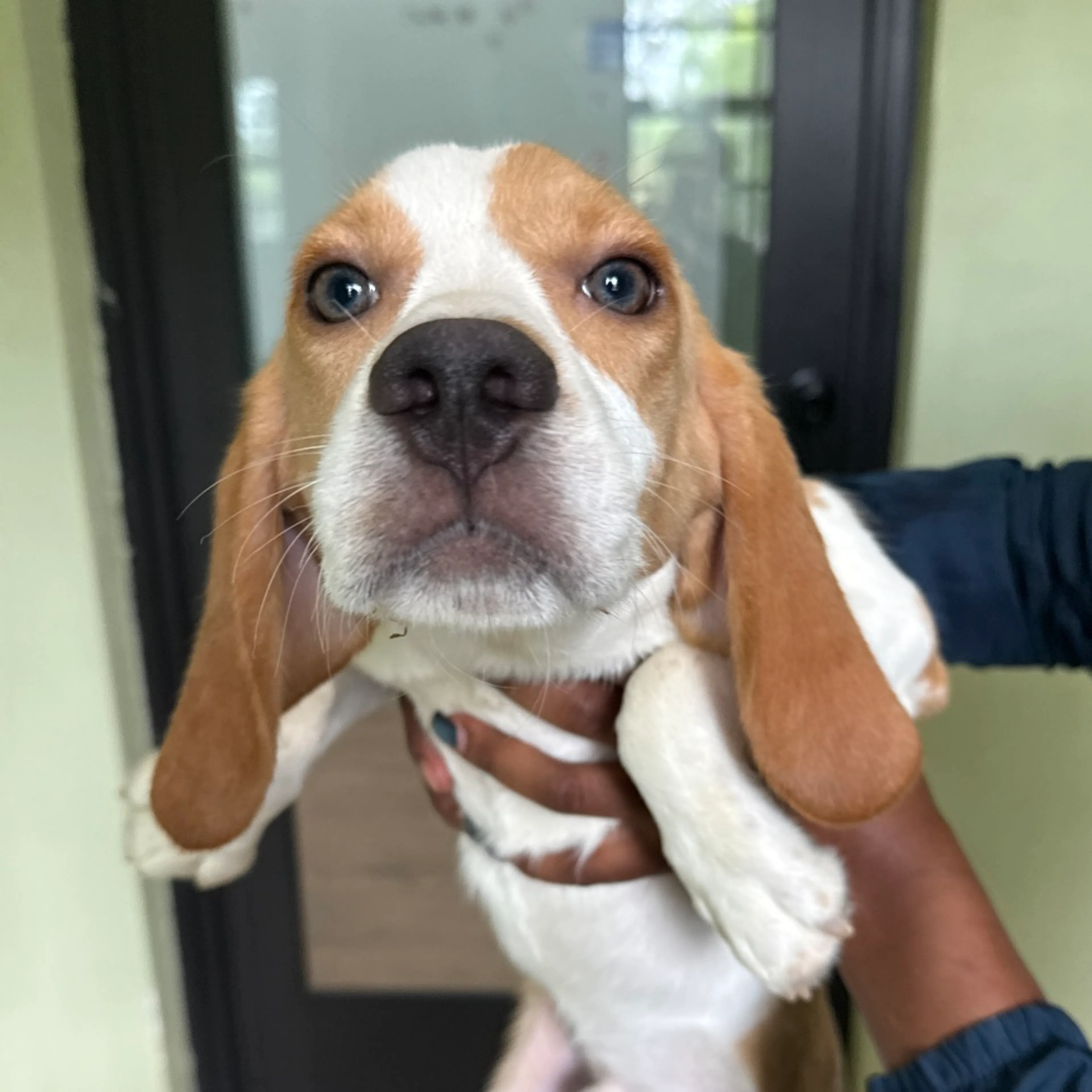Found pet