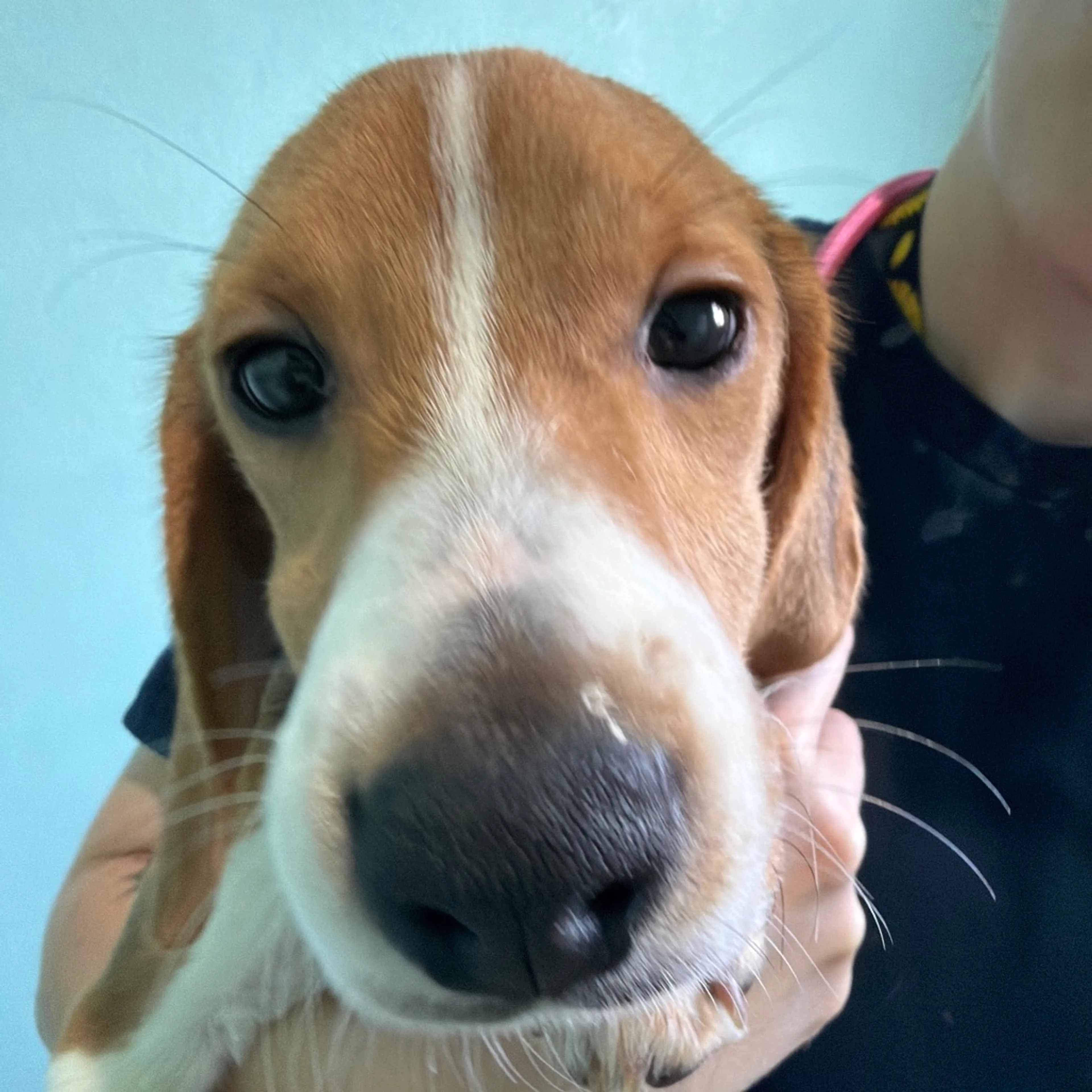 Found pet