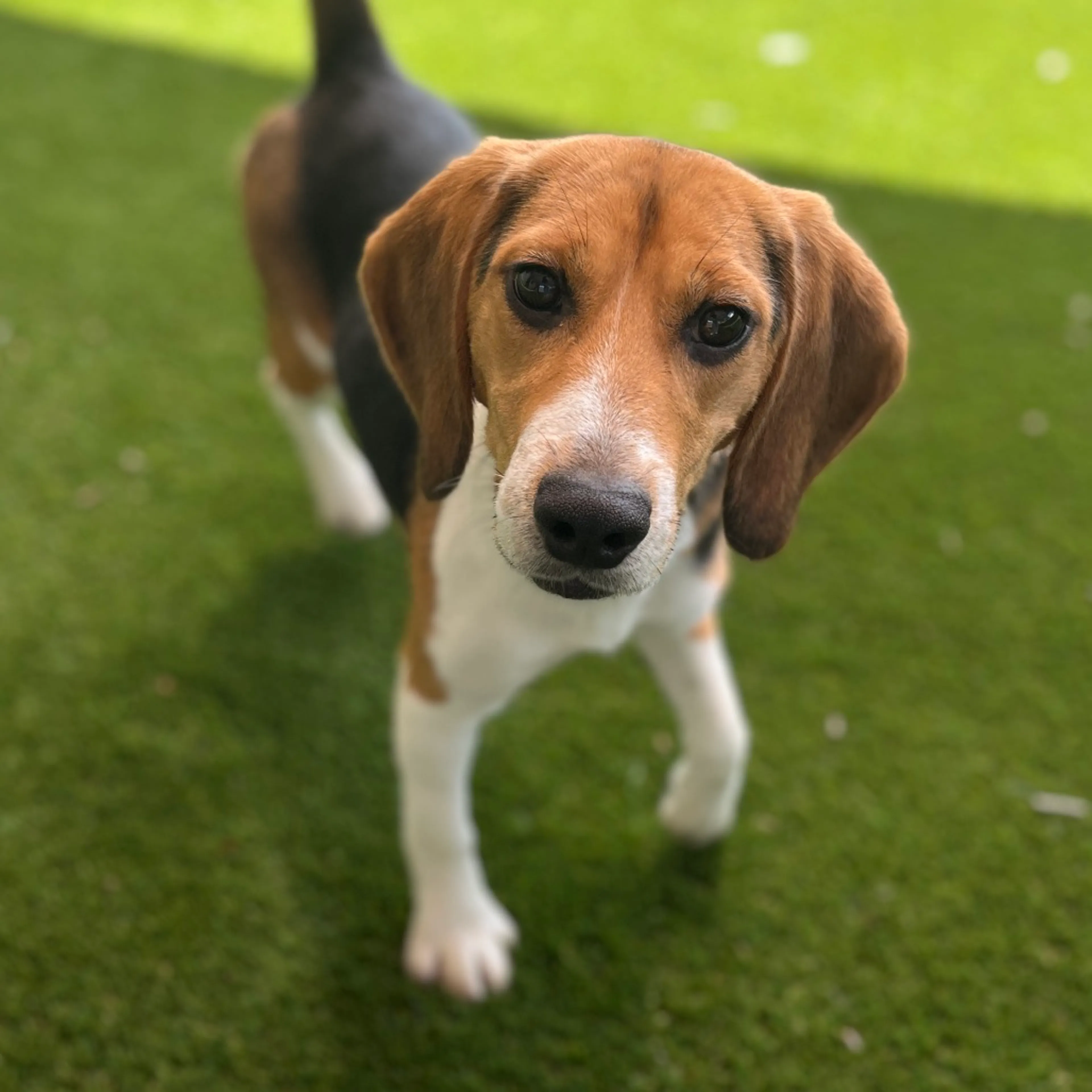 Found pet-1