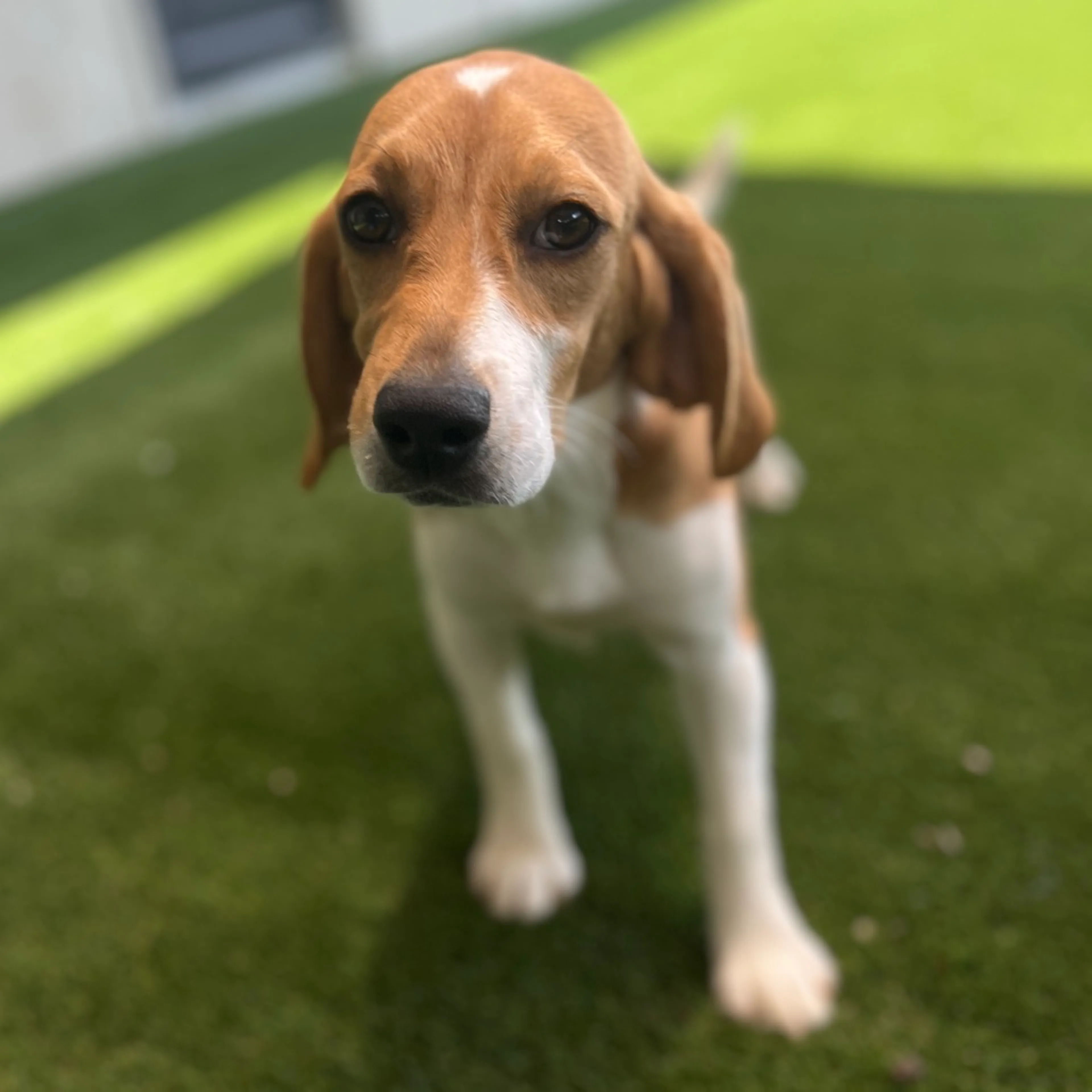 Found pet-1