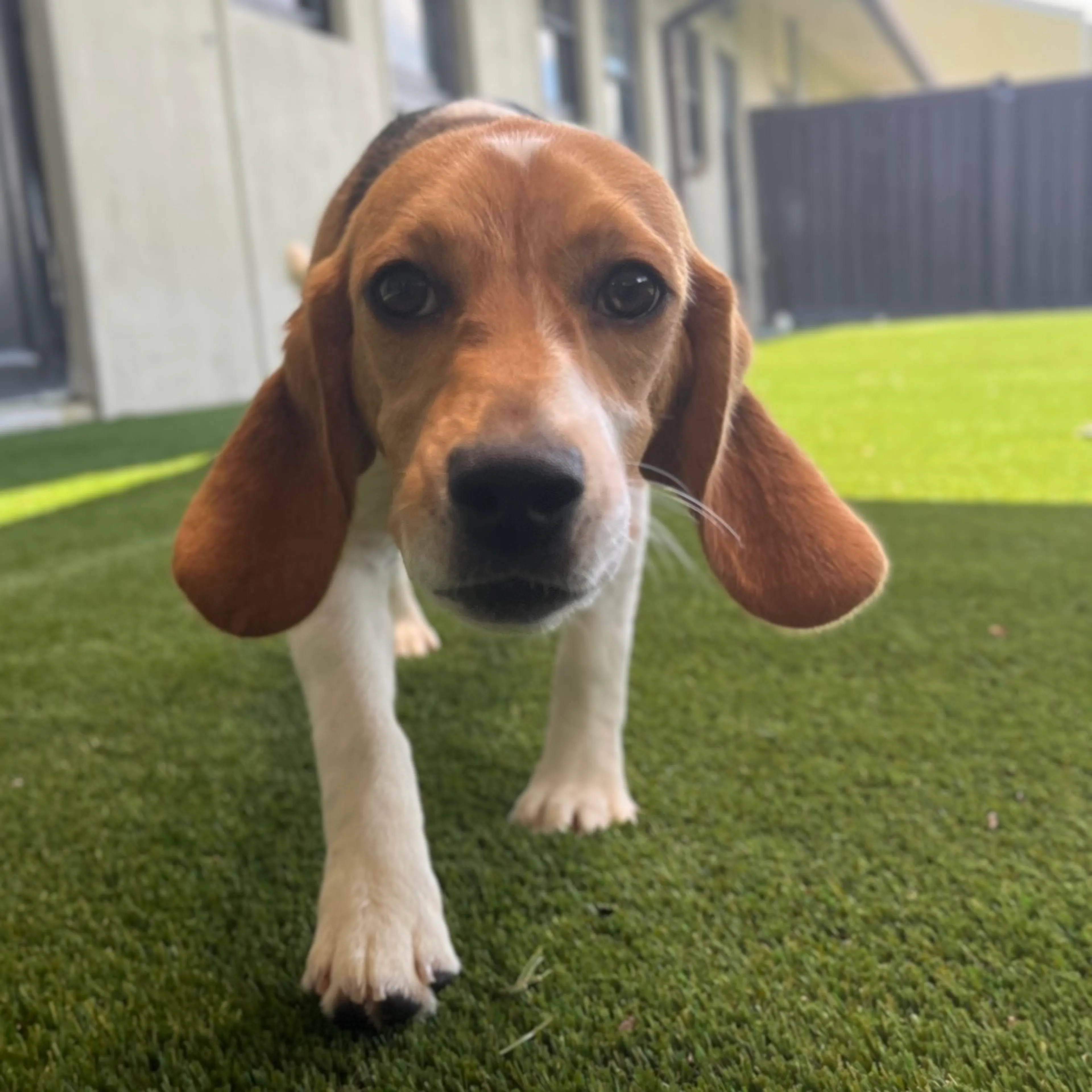 Found pet-2