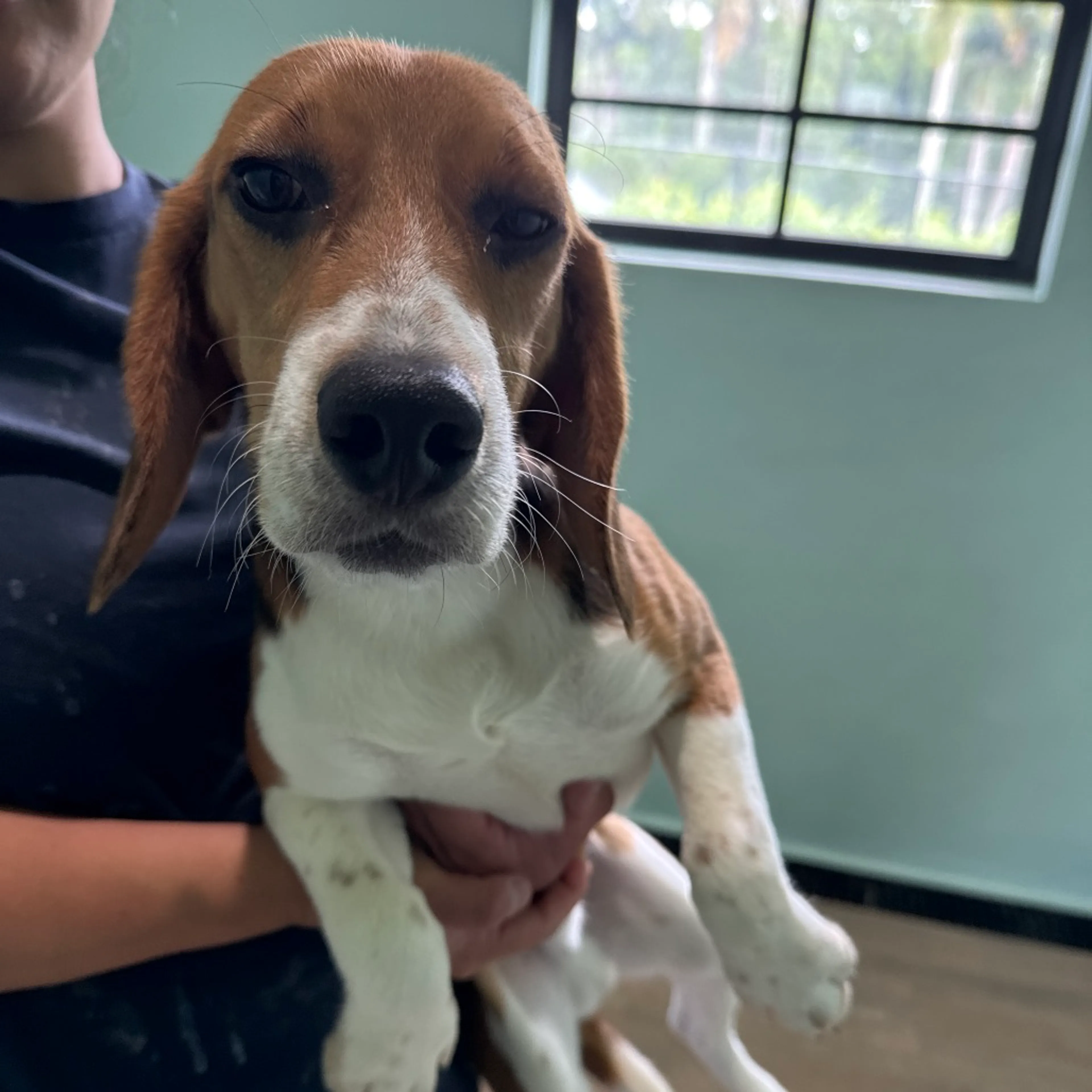 Found pet