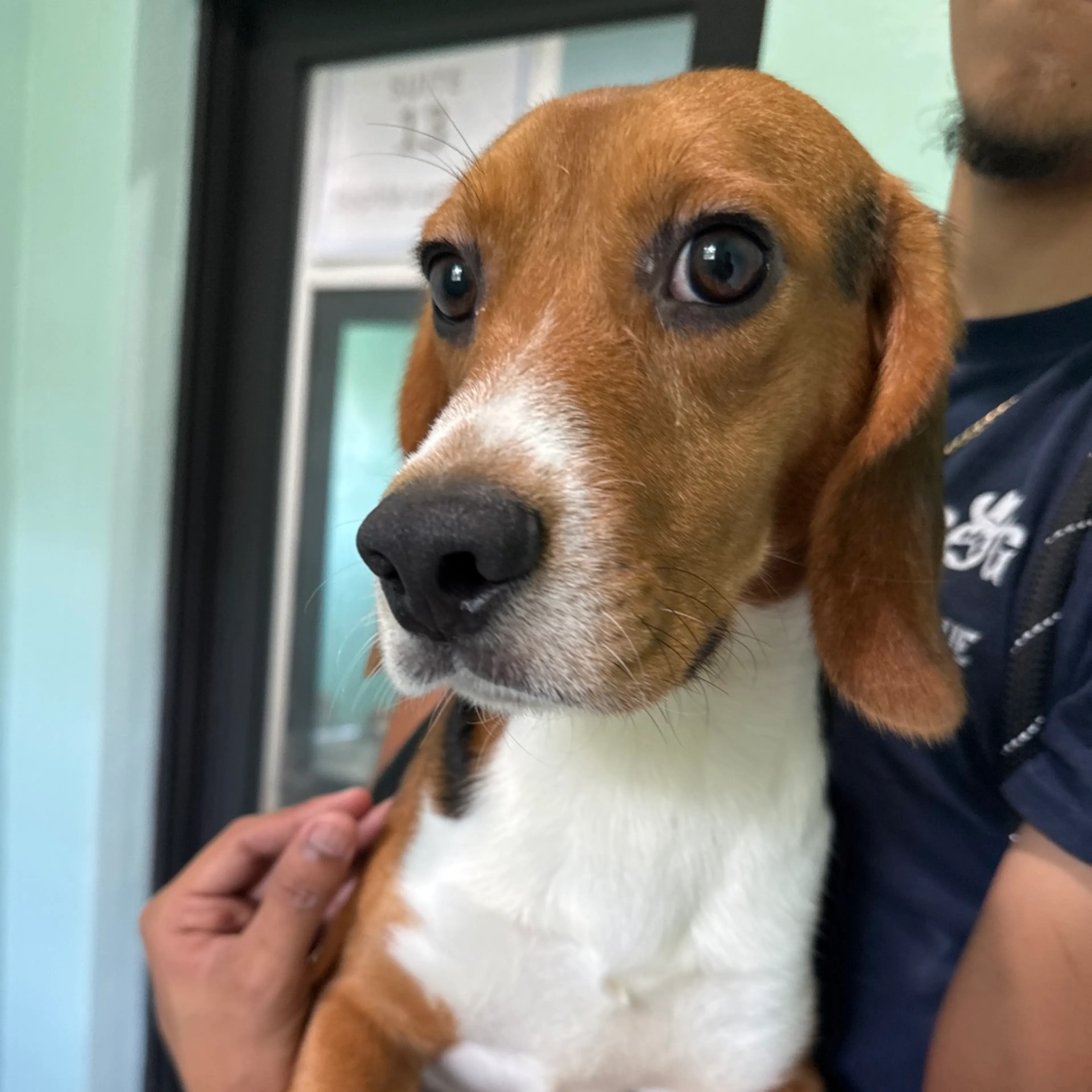Found pet
