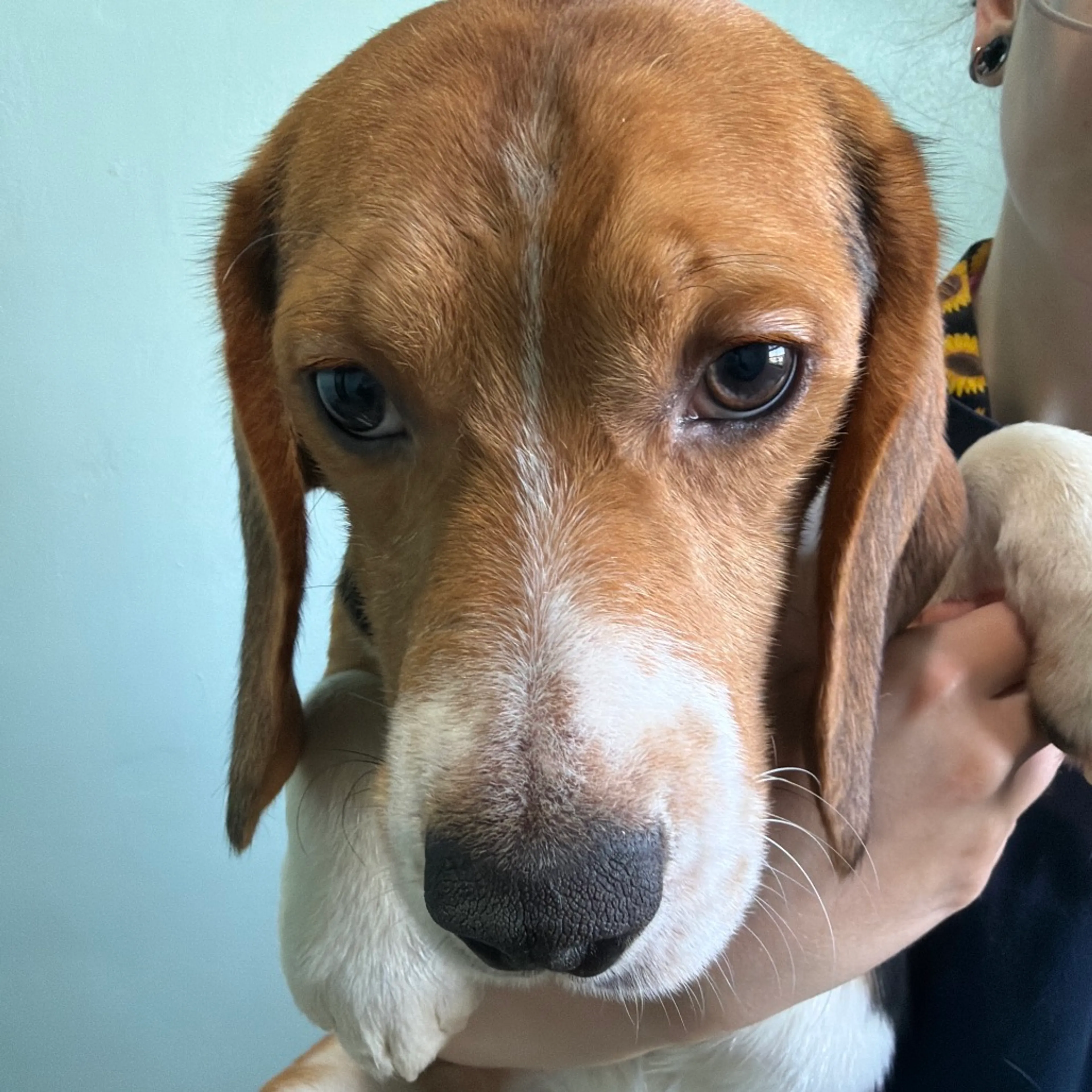 Found pet