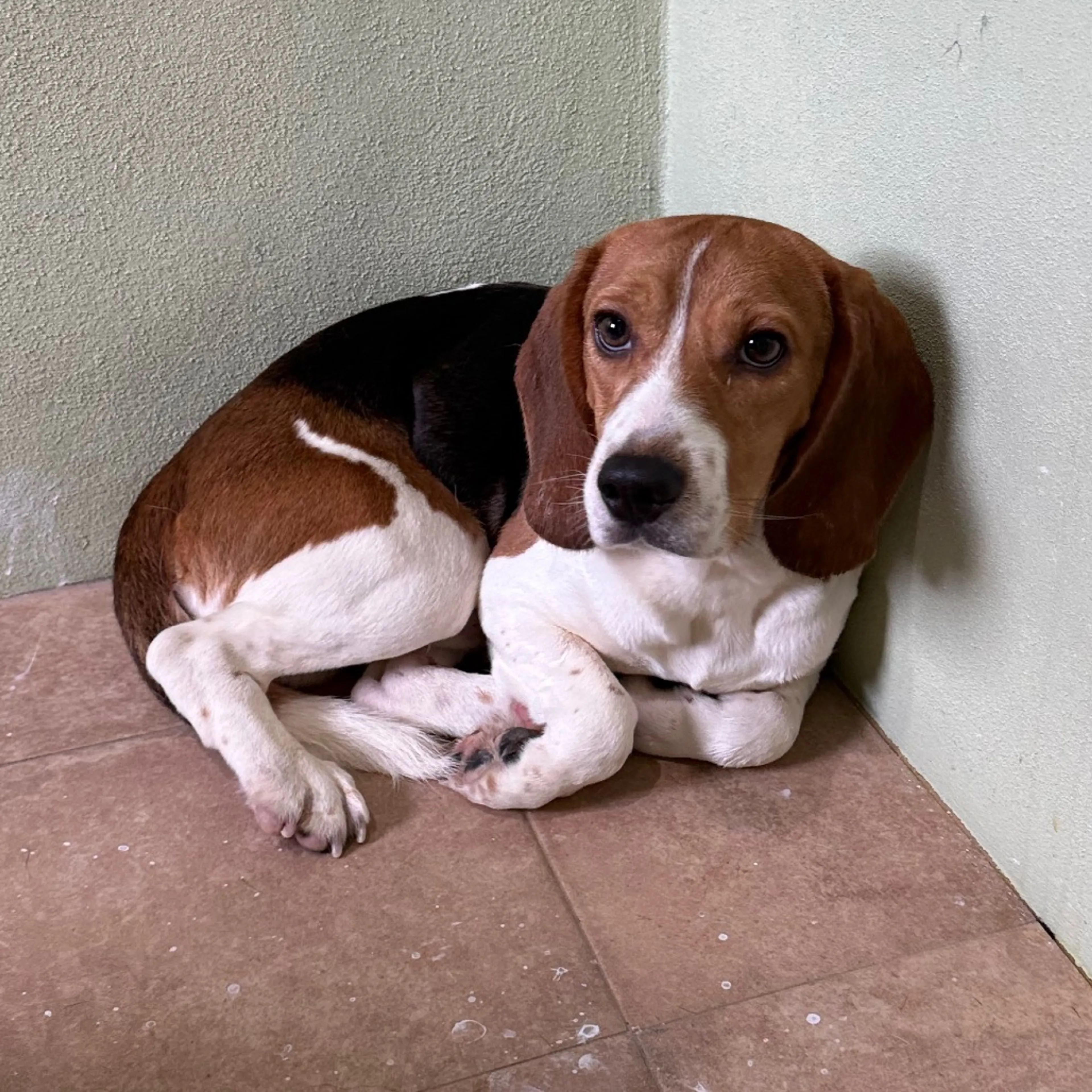 Found pet