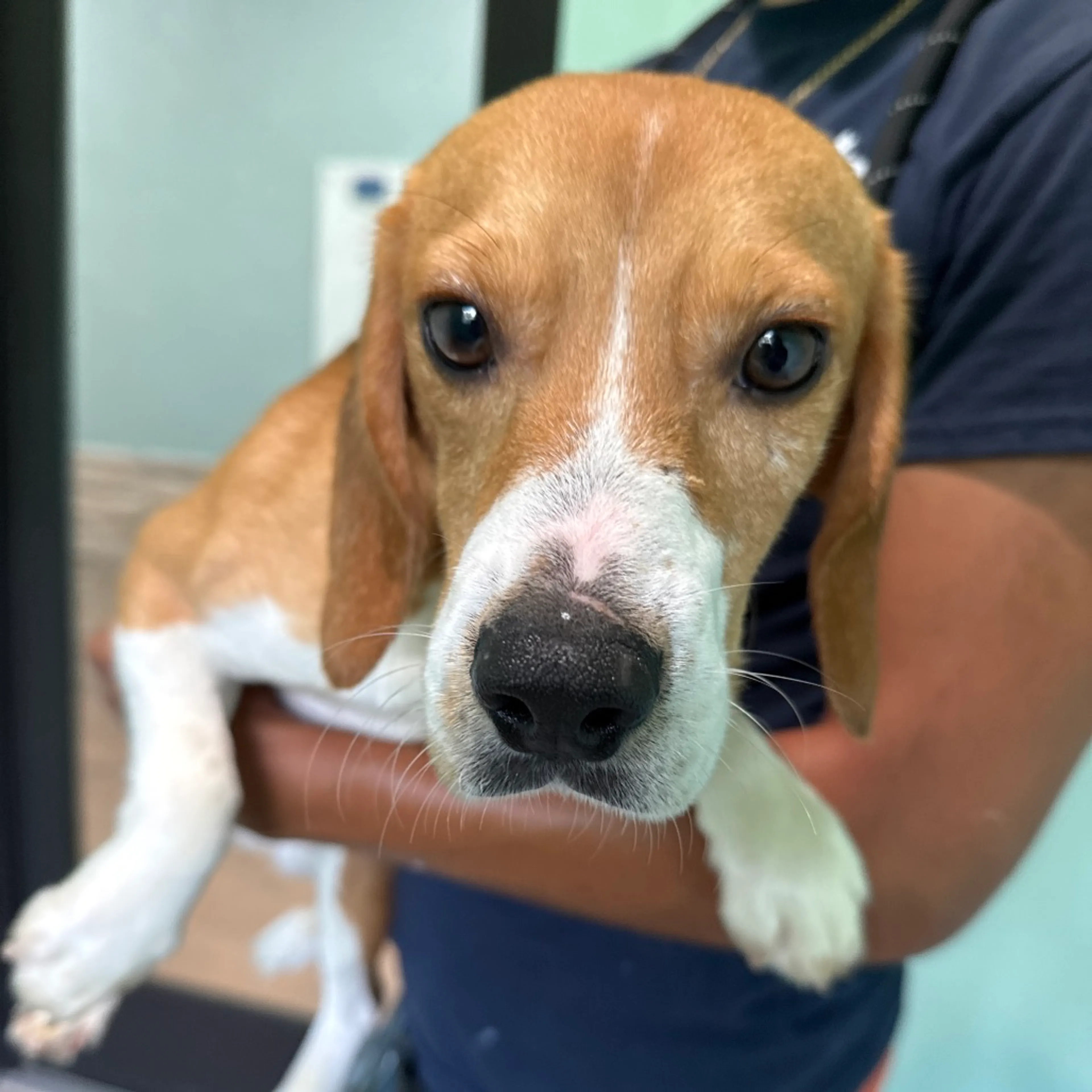 Found pet