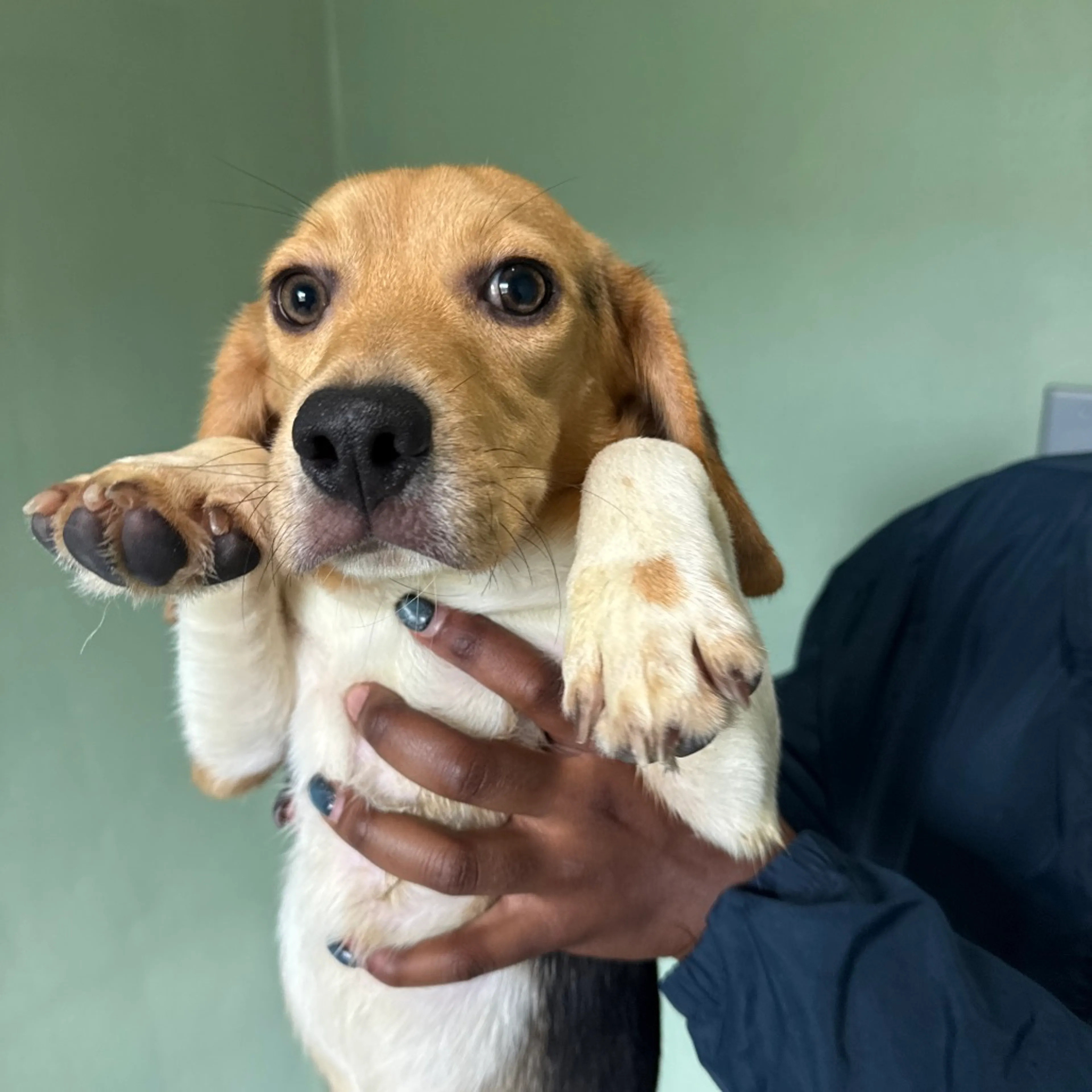 Found pet