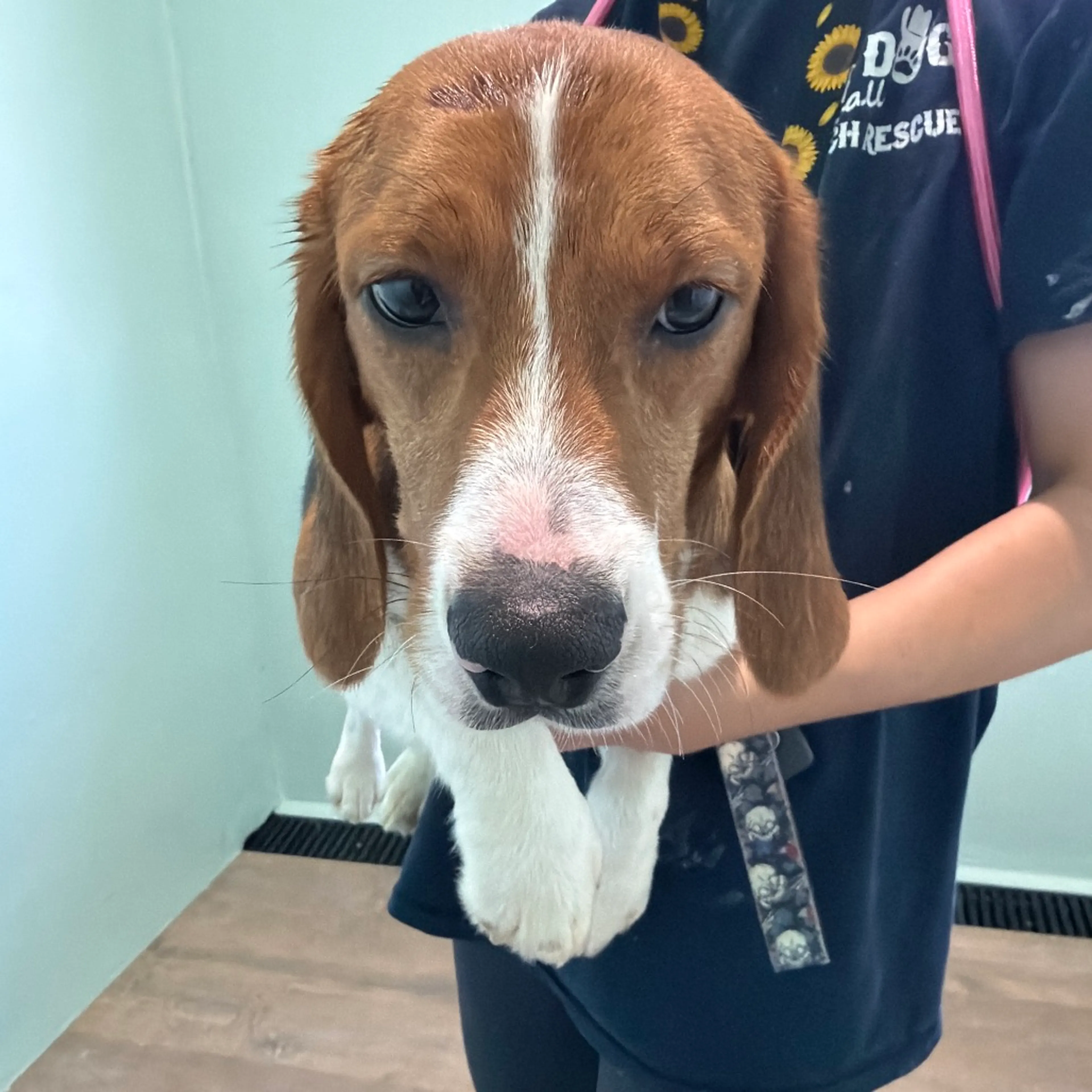 Found pet