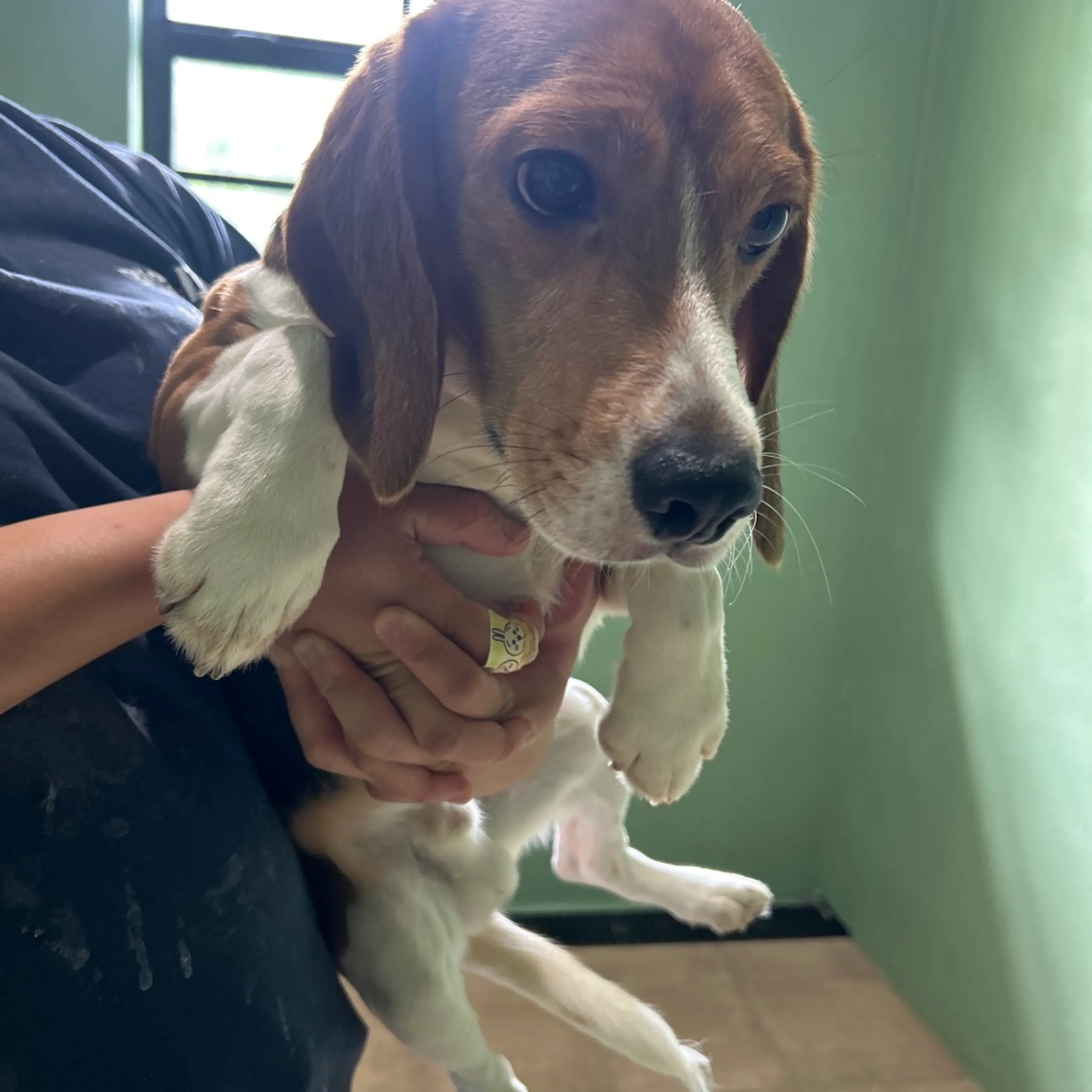 Found pet