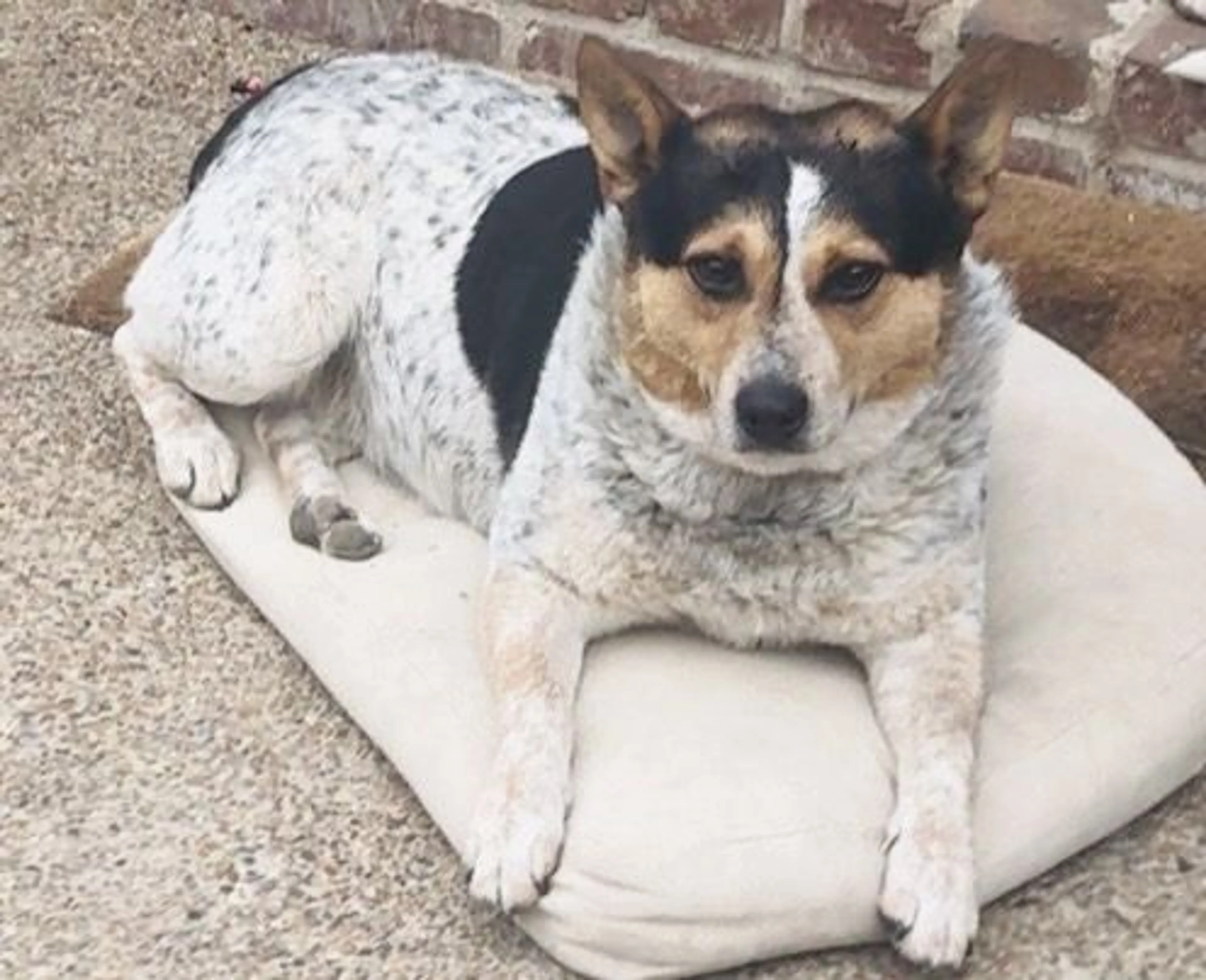 Lost pet