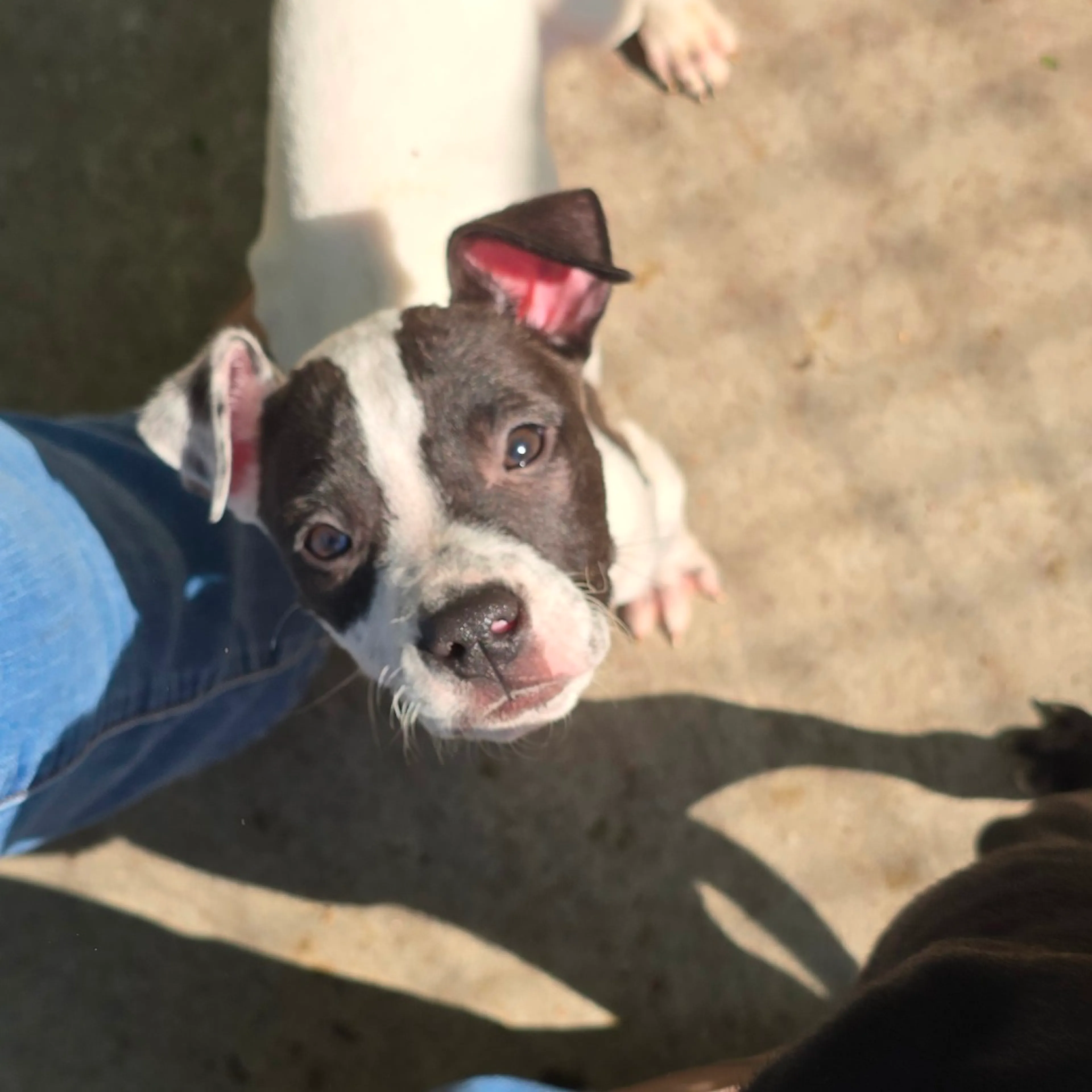 Found pet-1