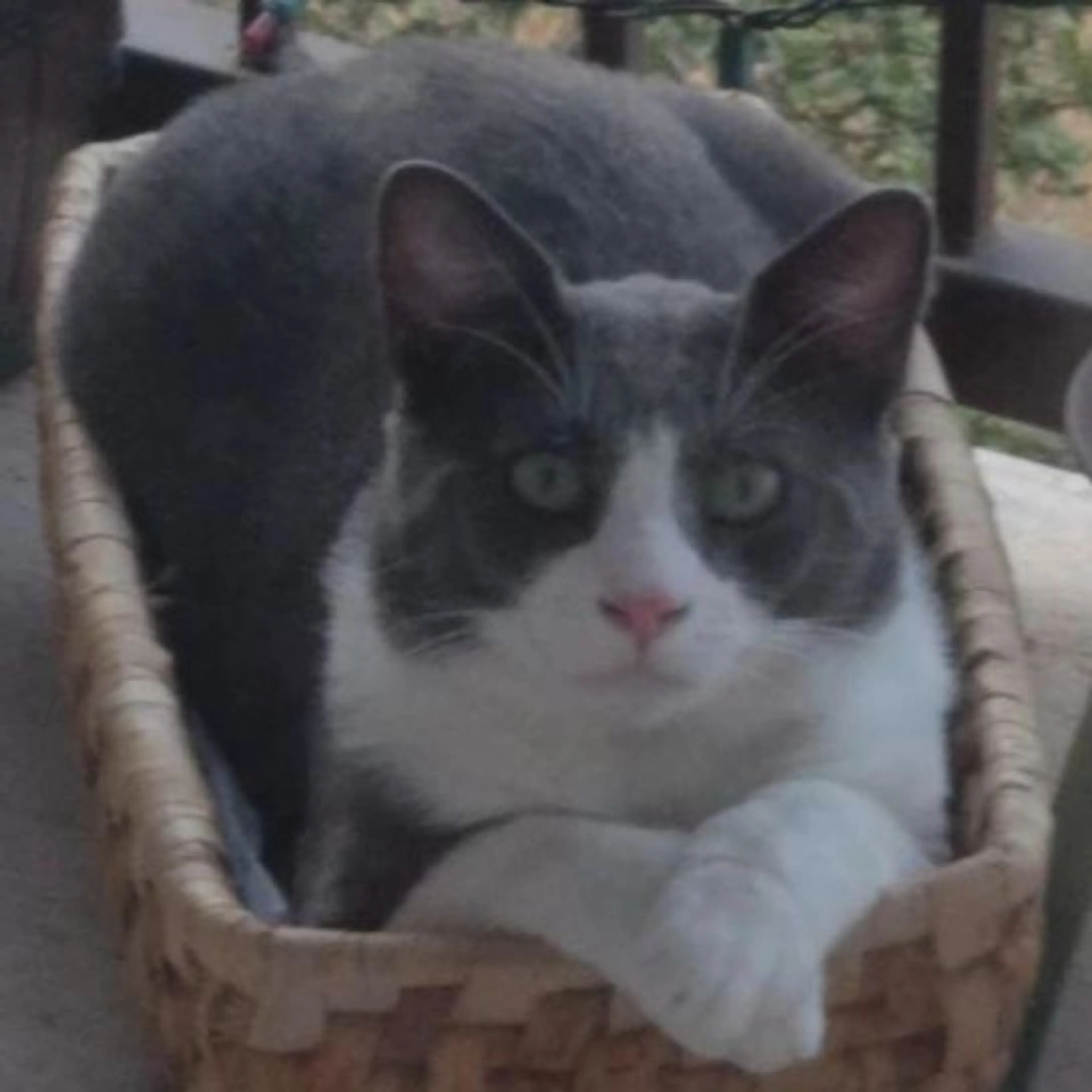 Lost pet