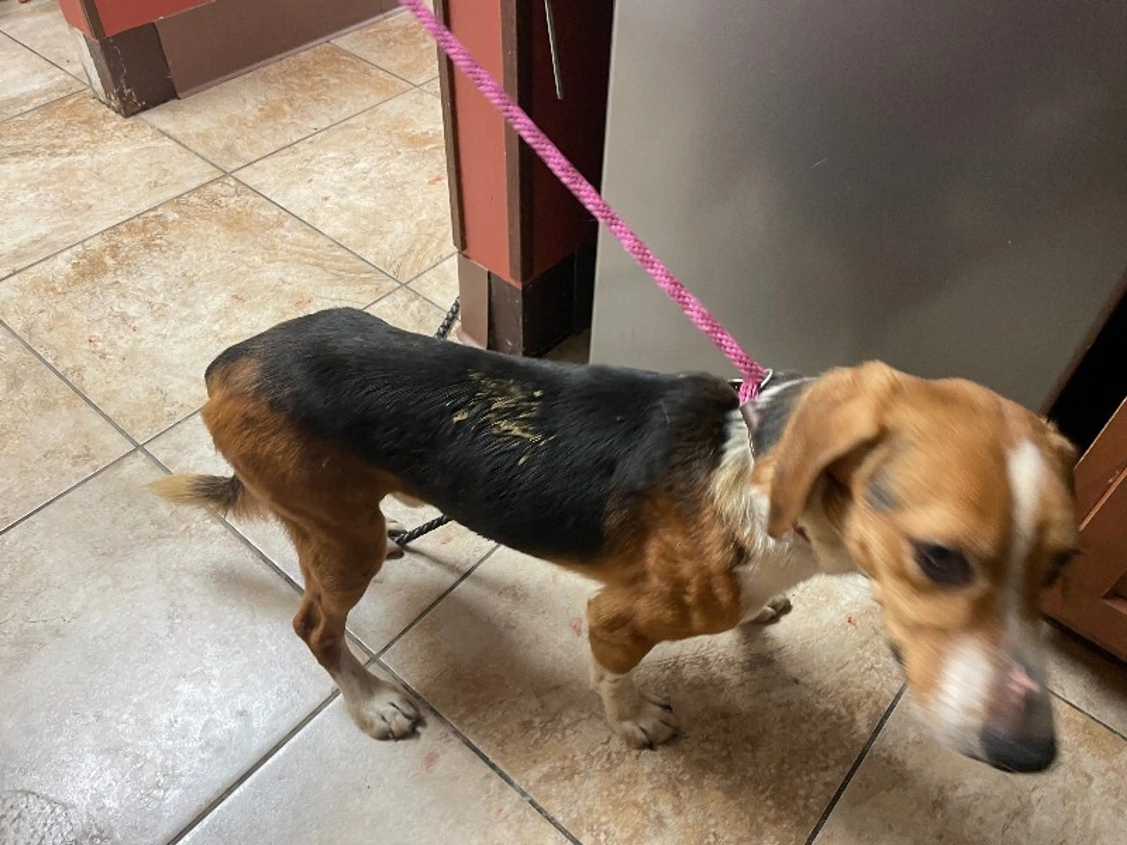 Found pet-2