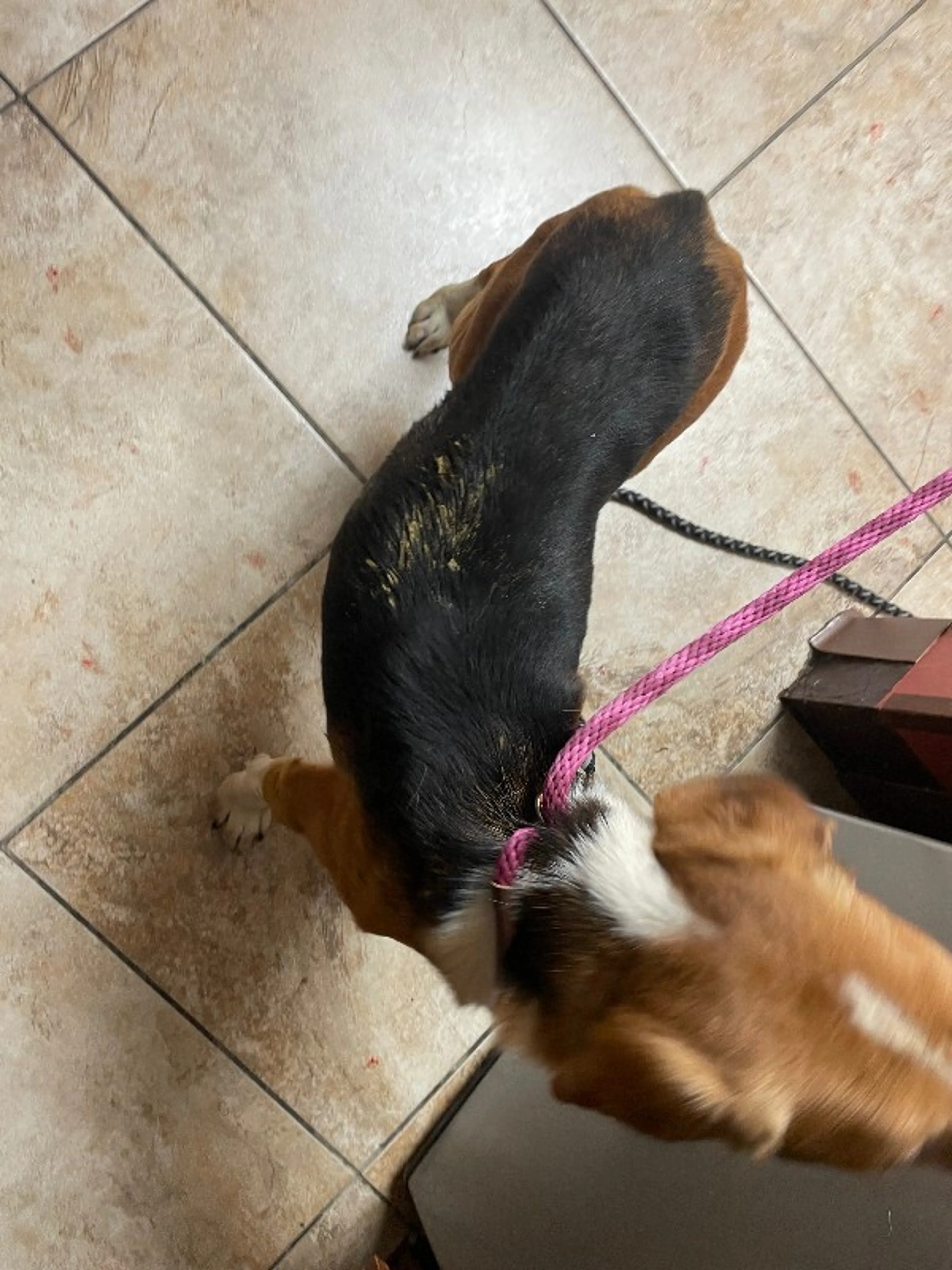 Found pet-3