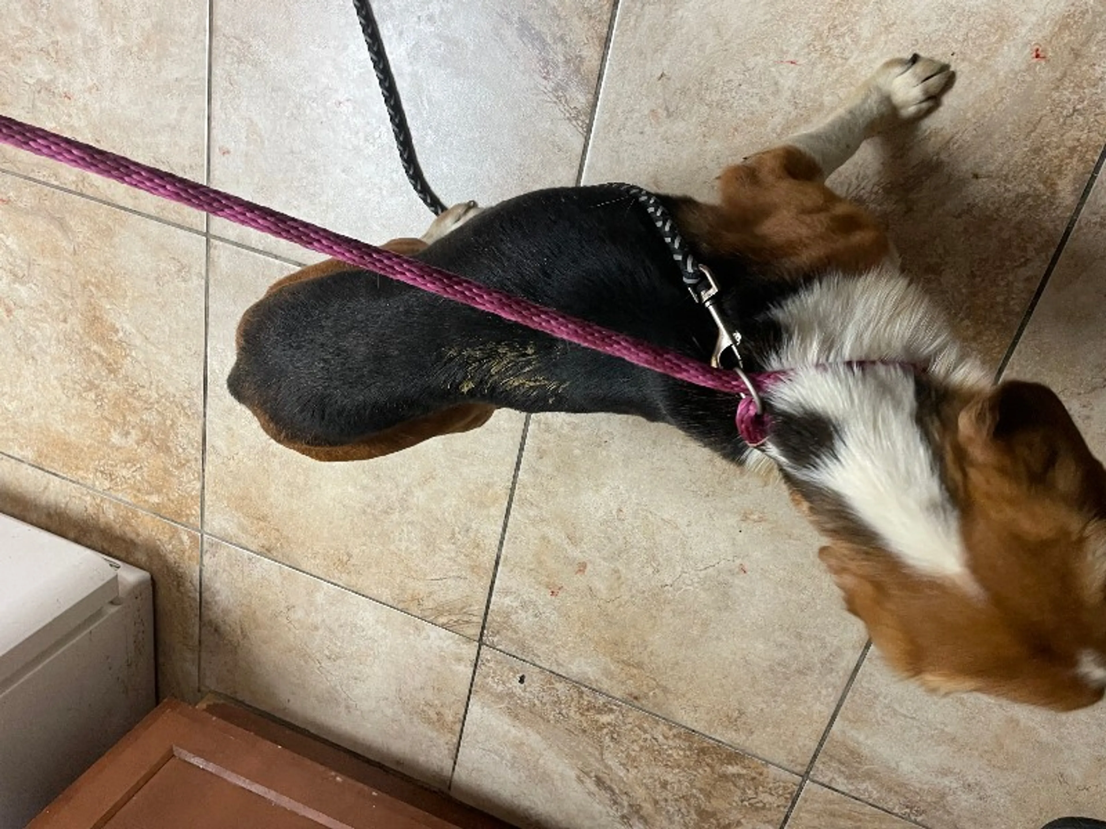 Found pet-1