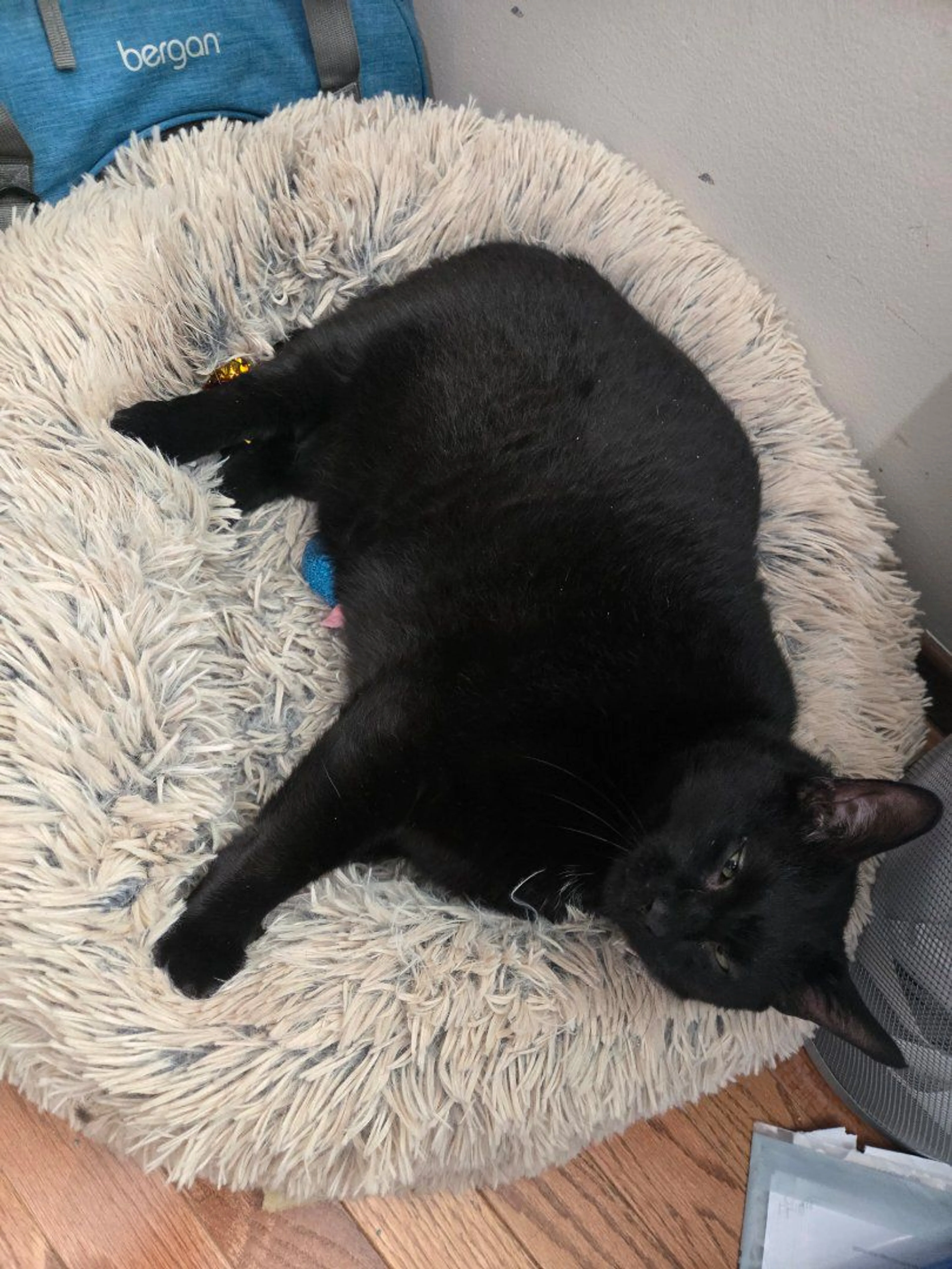 Lost pet-1