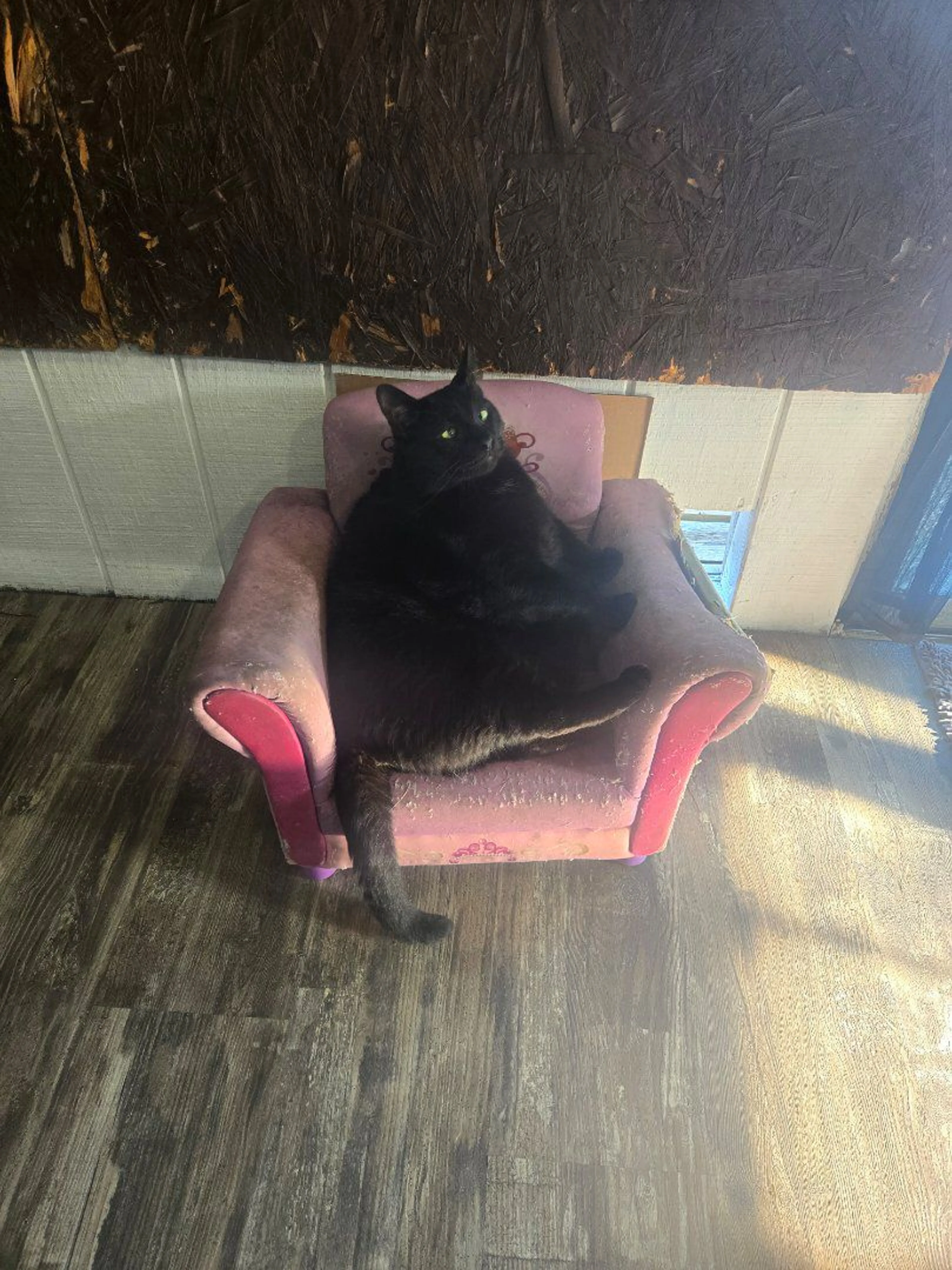 Lost pet-2