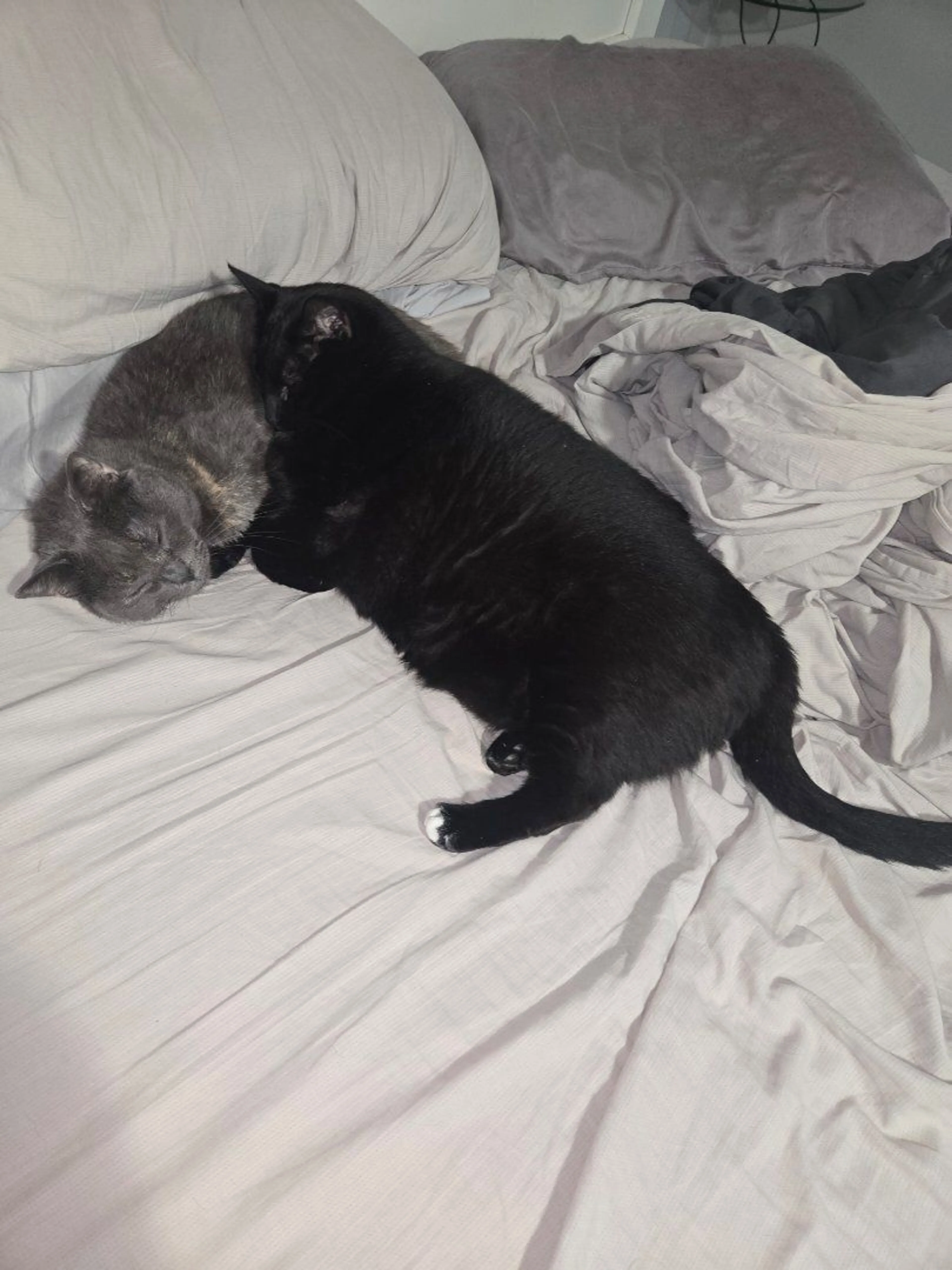 Lost pet-0