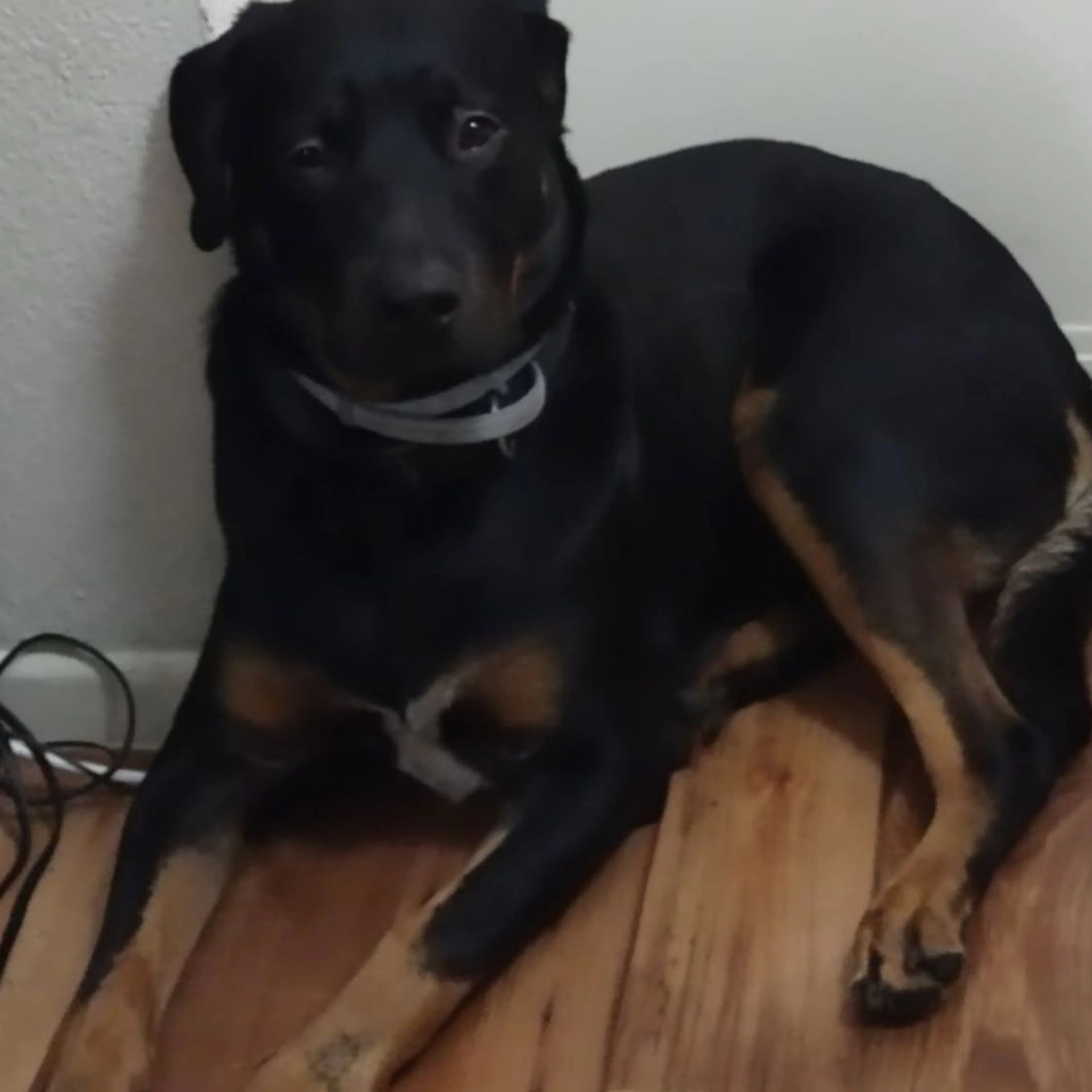 Lost pet