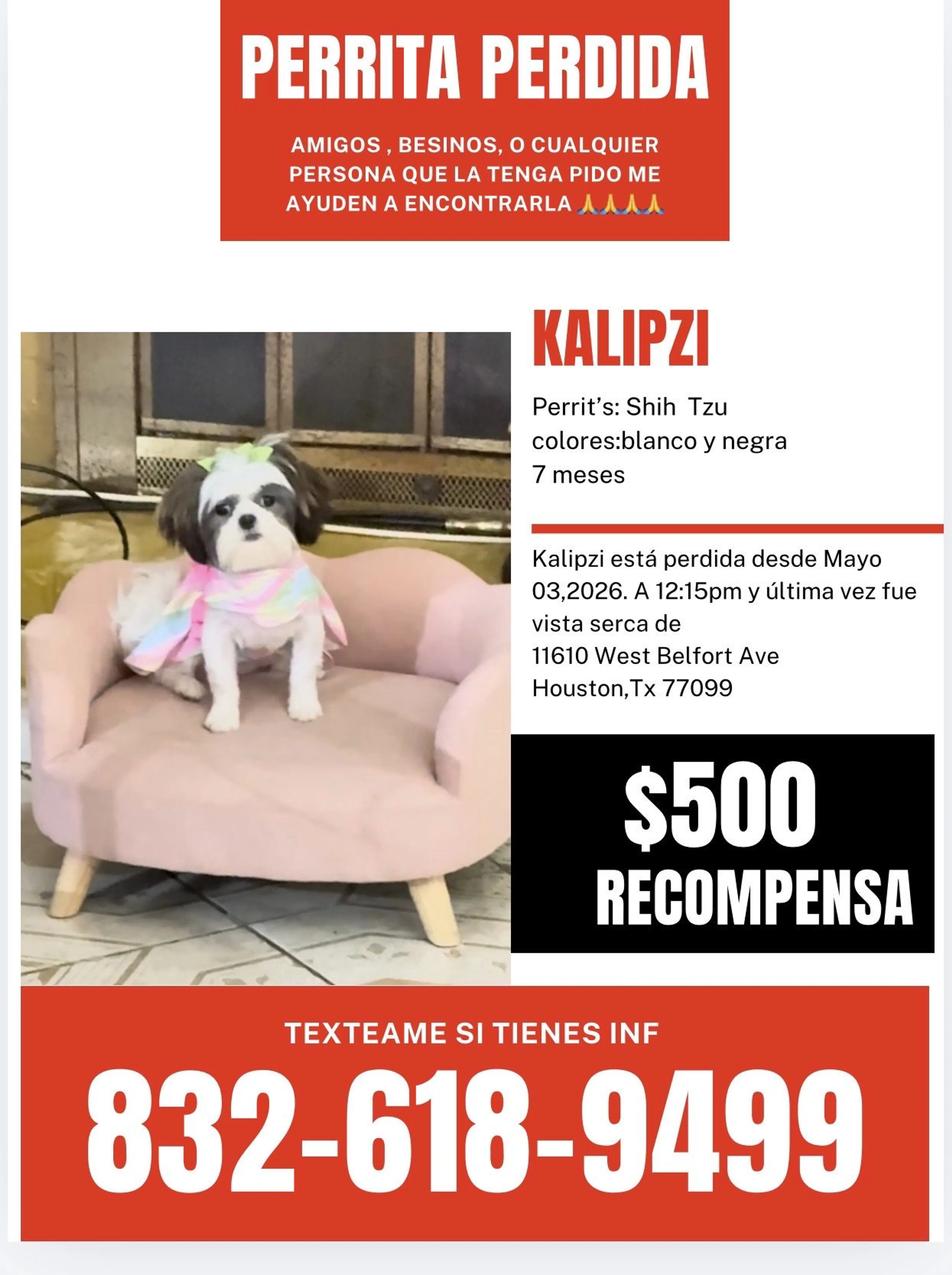 Lost pet