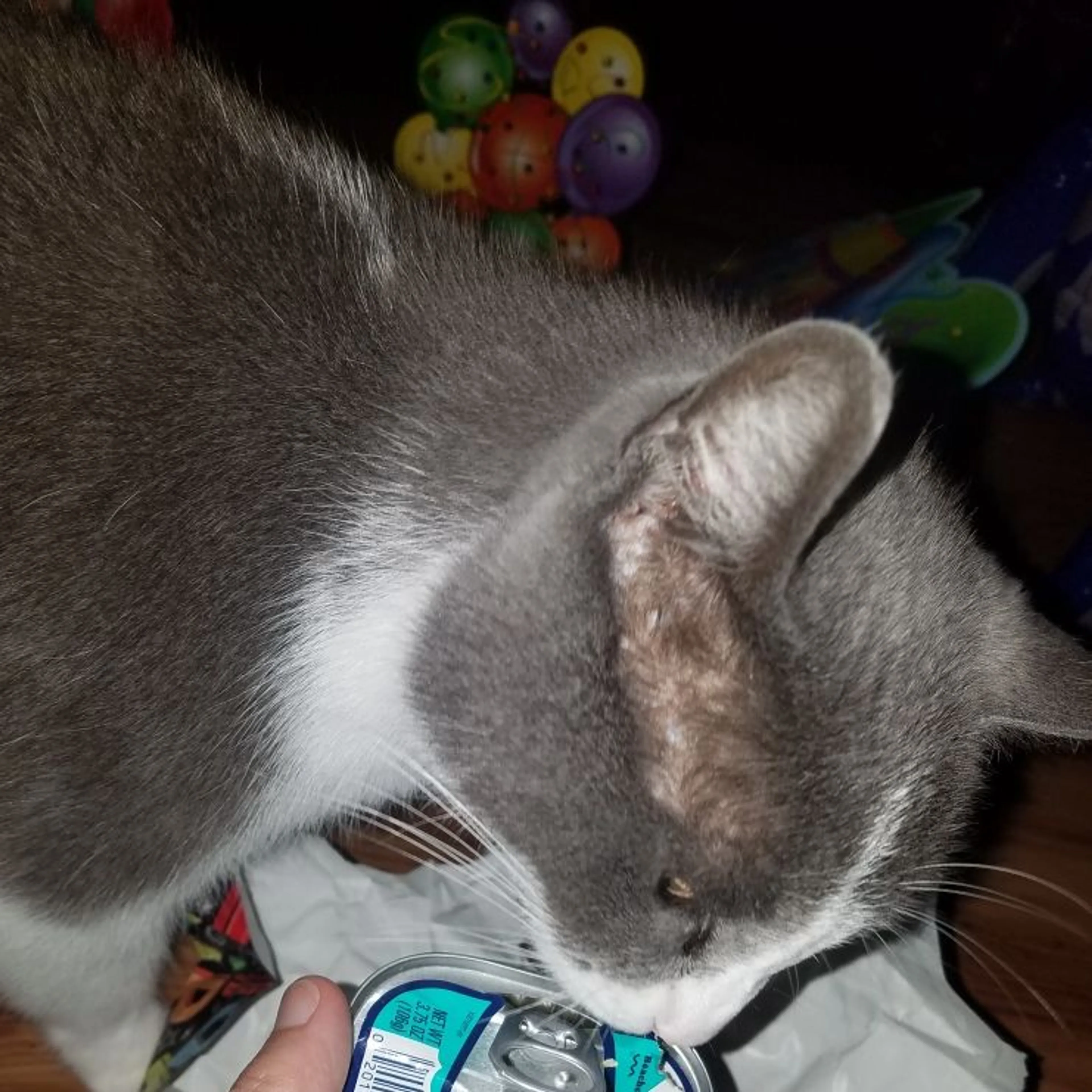Lost pet