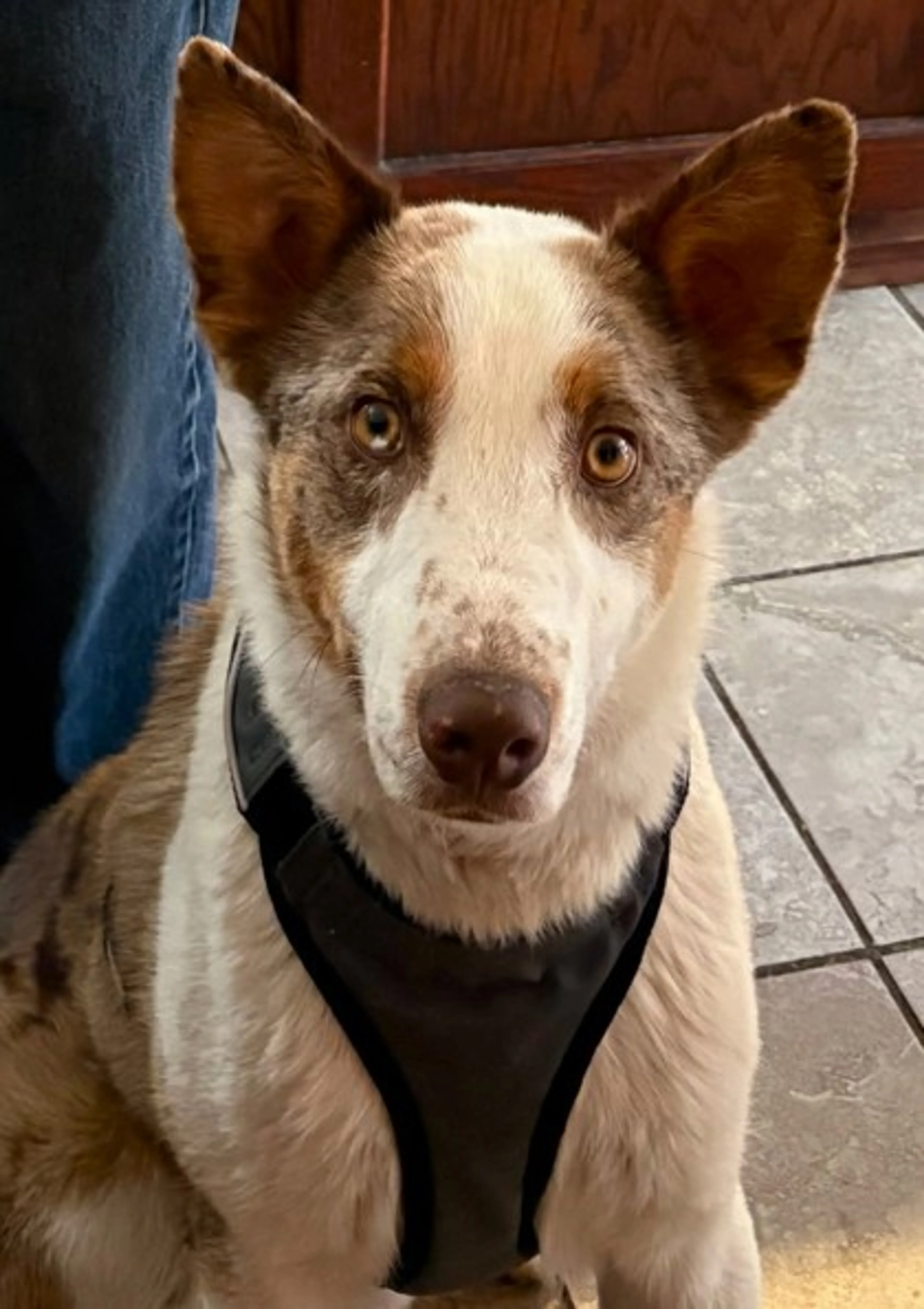 Found pet-1