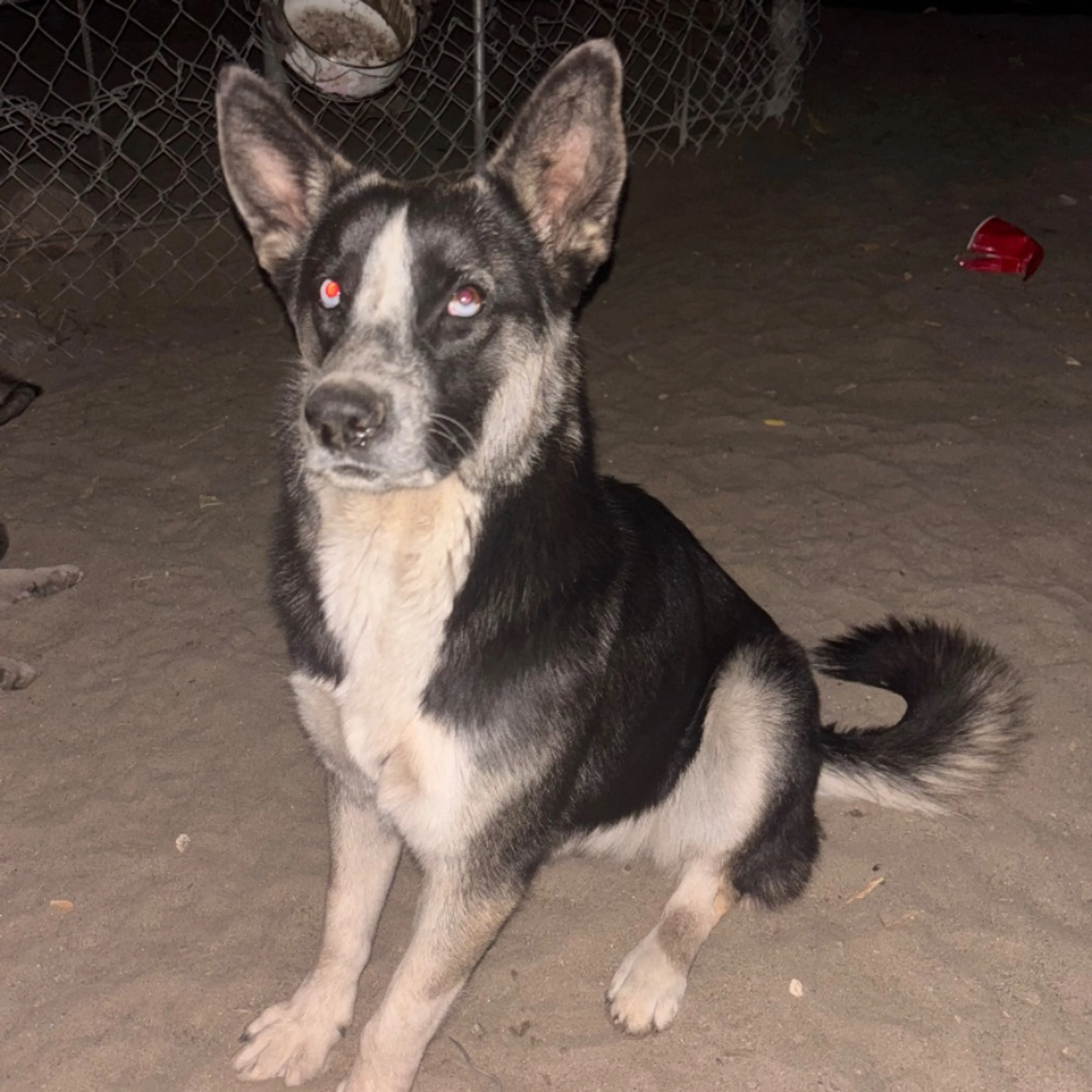 Lost pet
