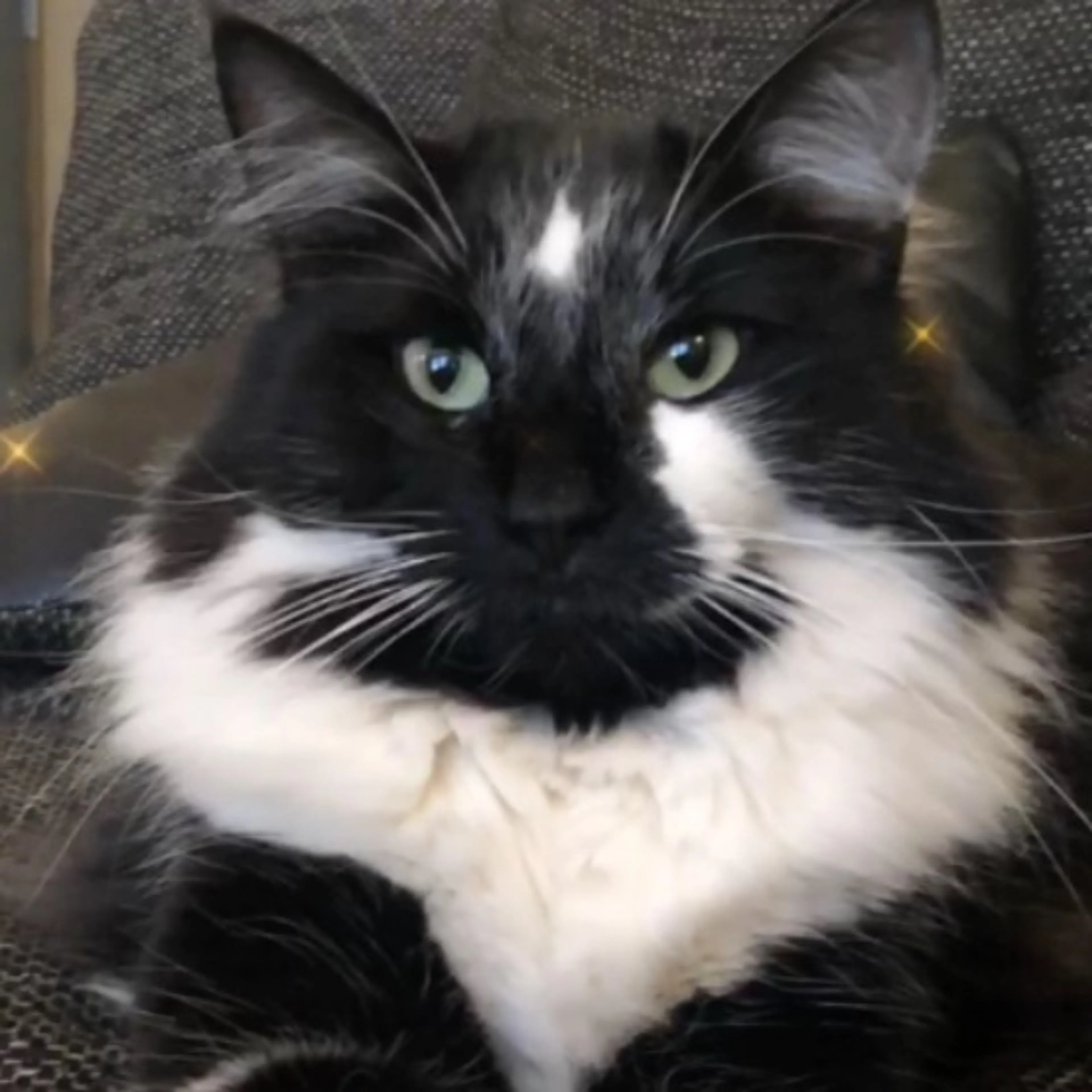 Lost pet