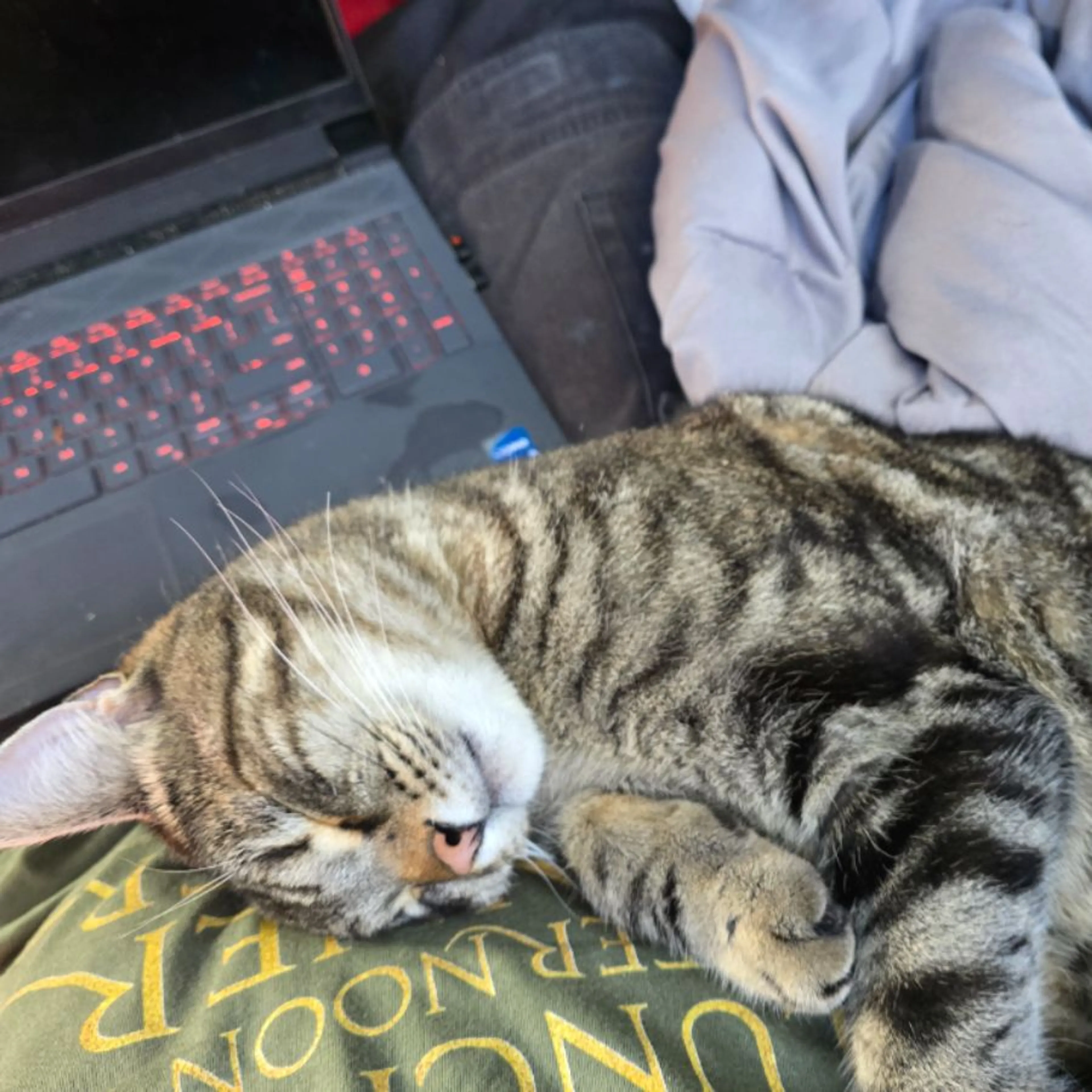 Lost pet-0