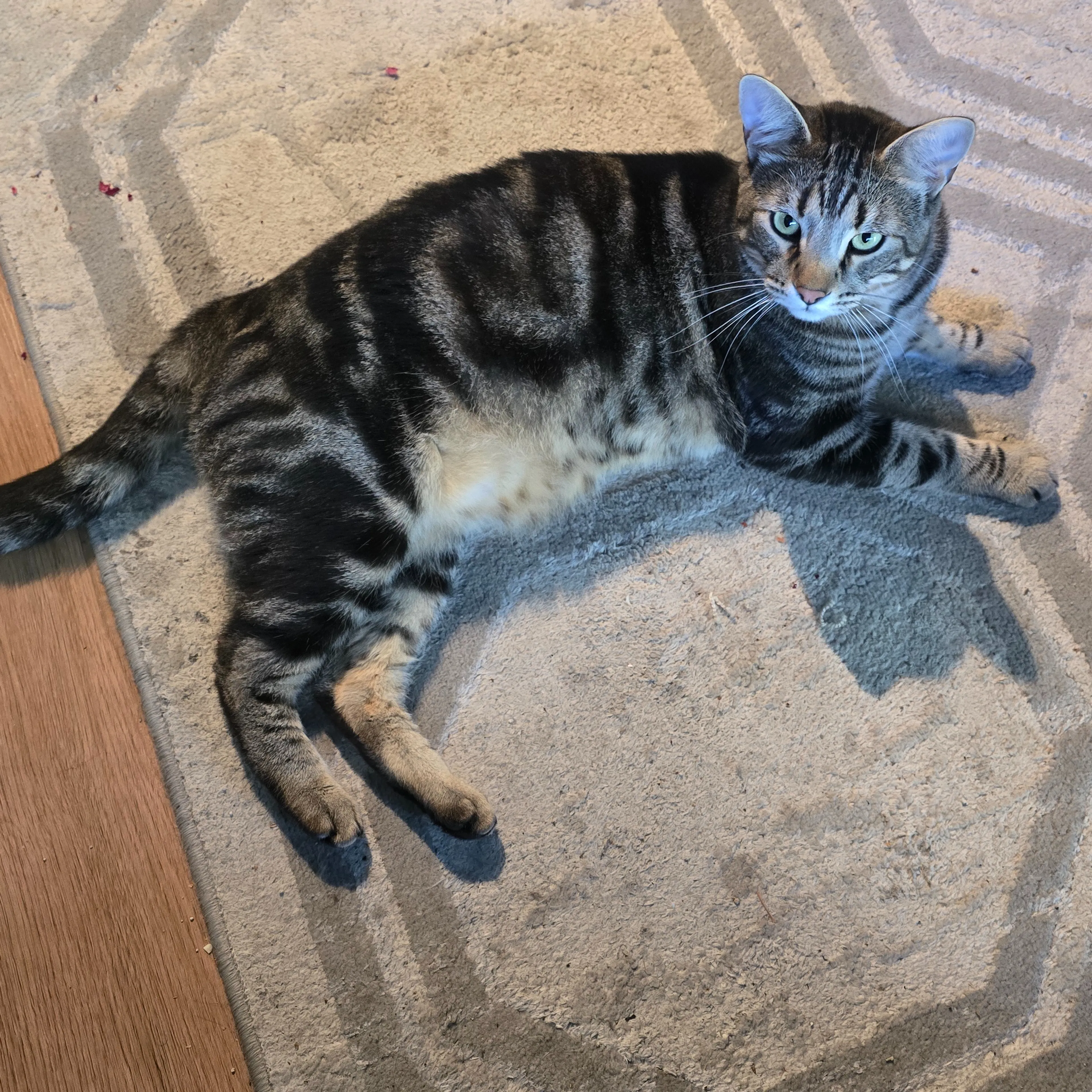 Lost pet-1