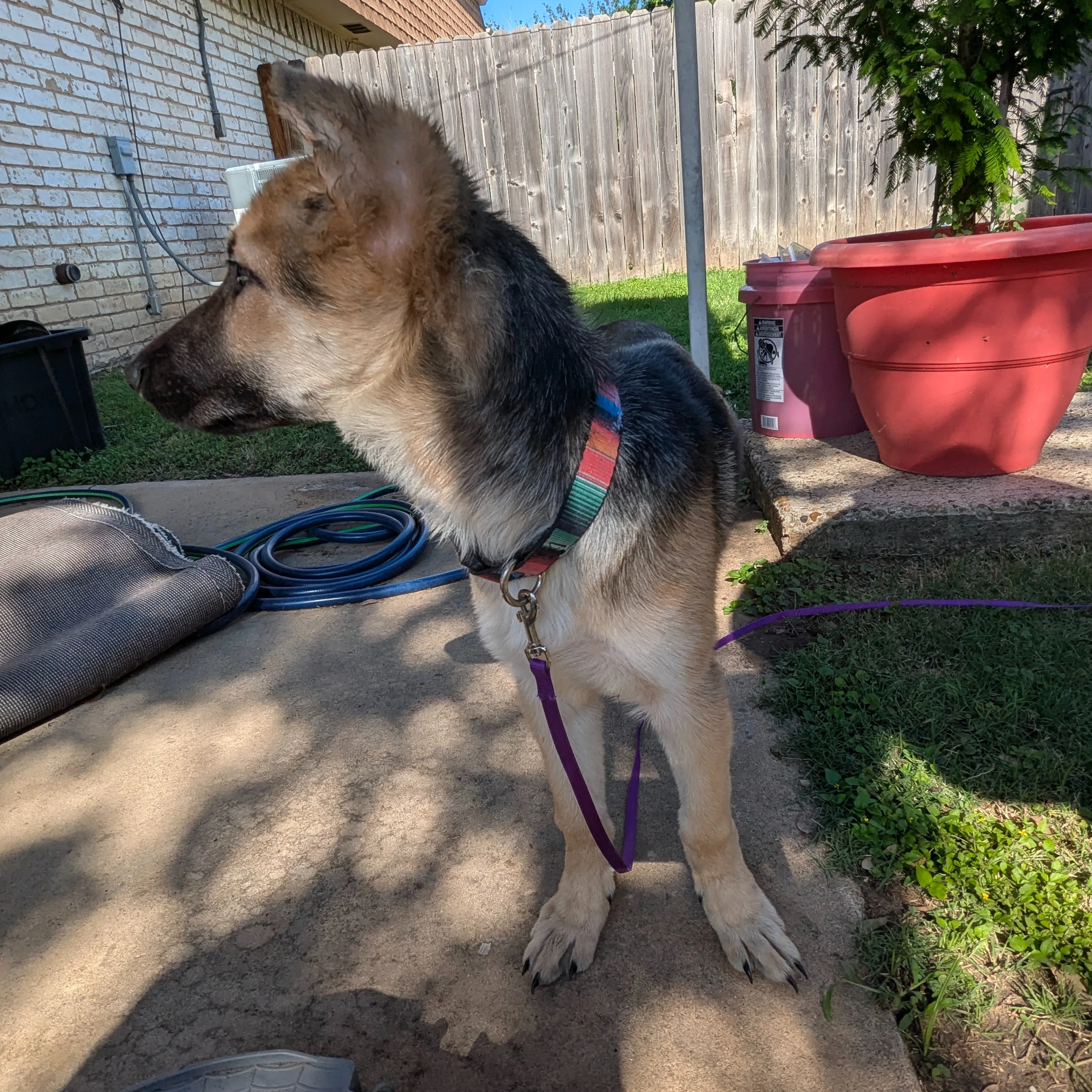 Found pet-1