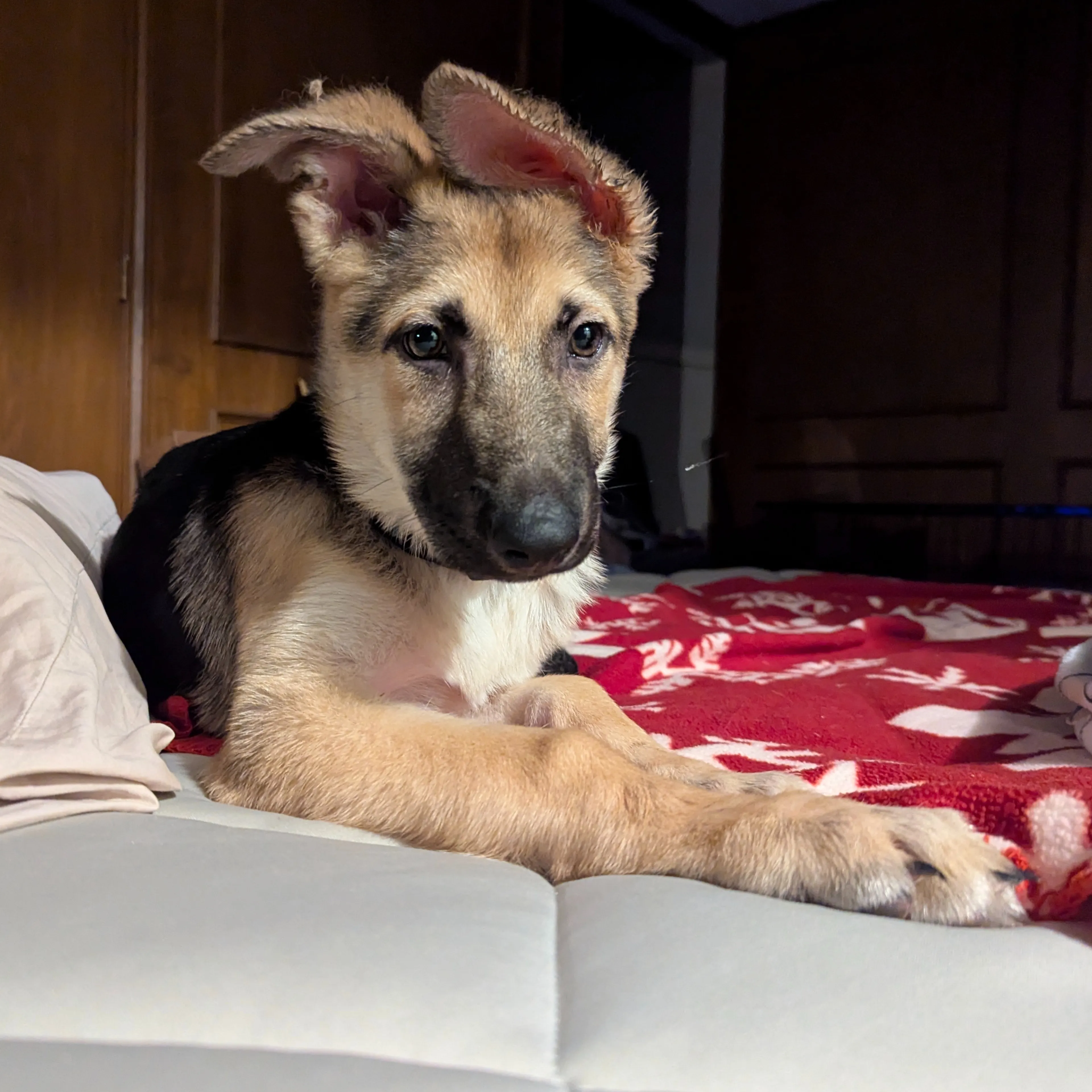 Found pet-2
