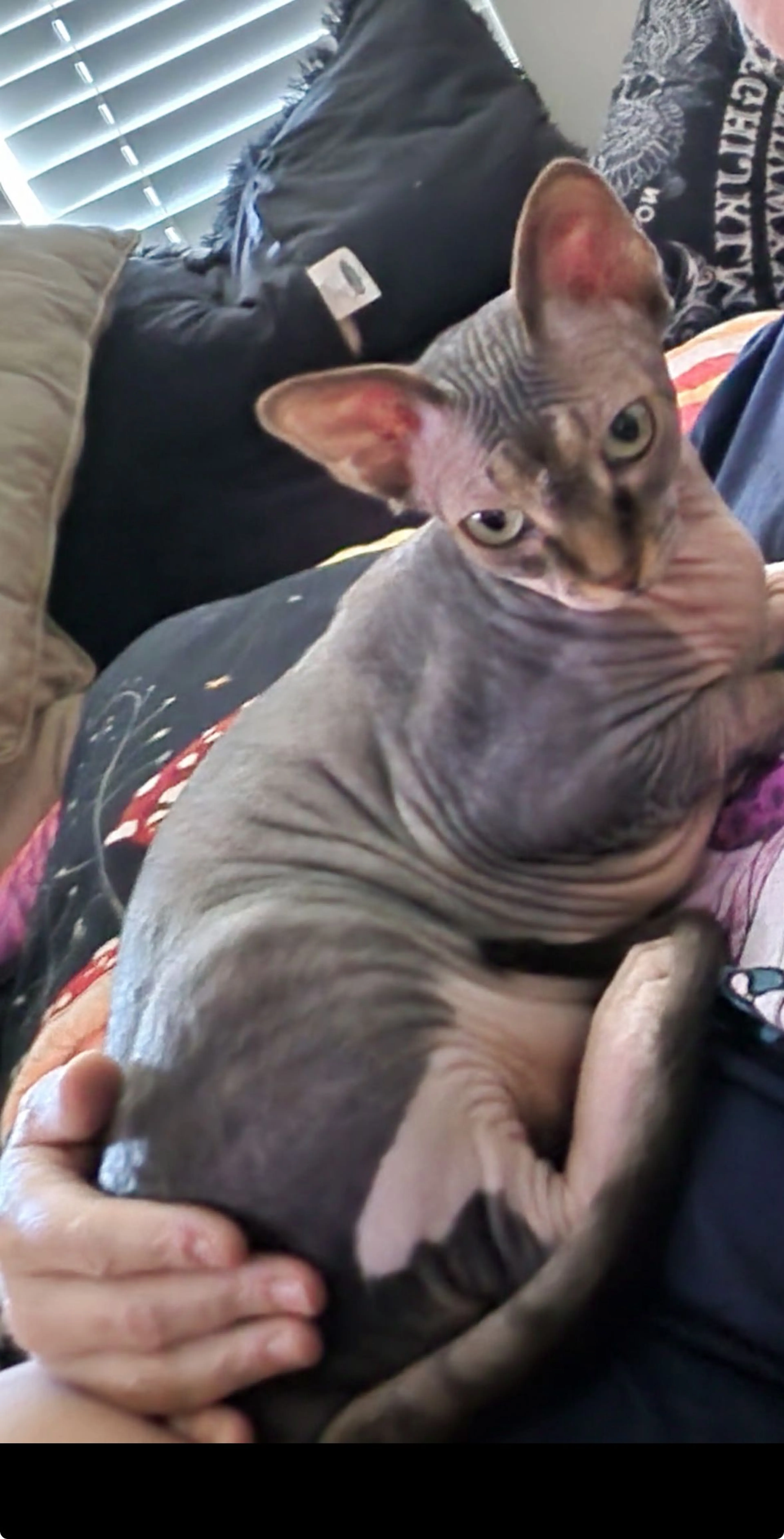 Lost pet-0