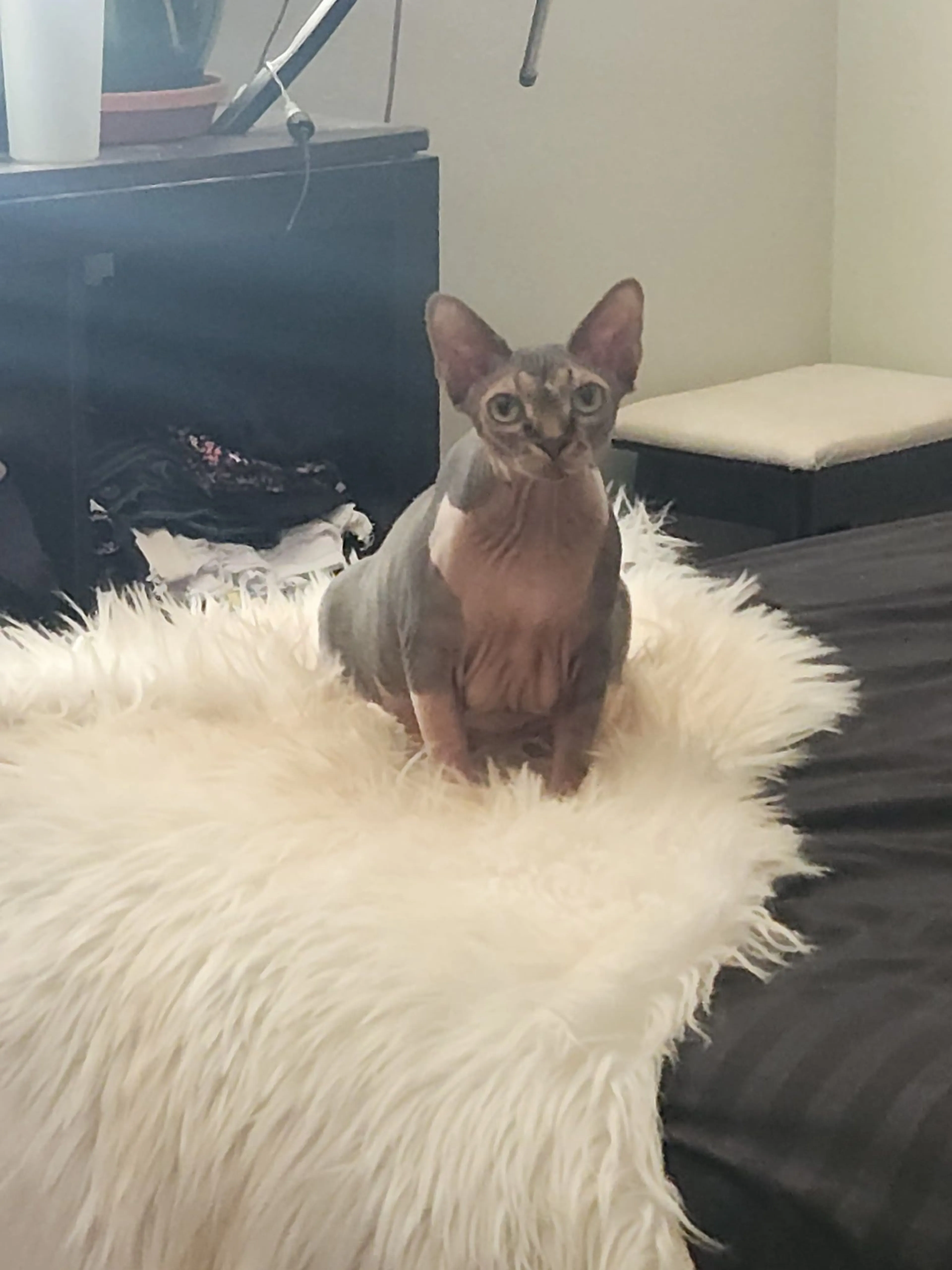 Lost pet-1