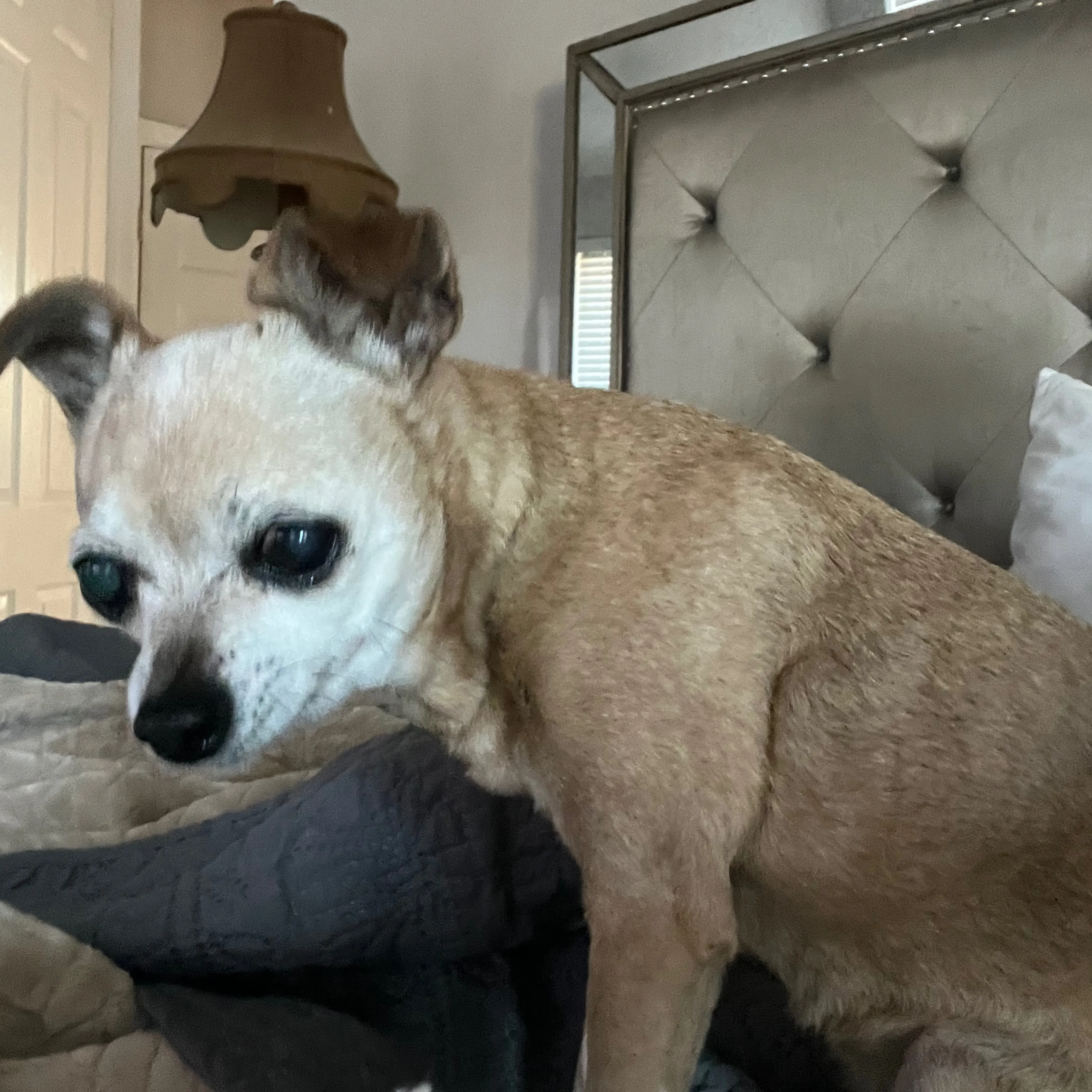 Lost pet-2