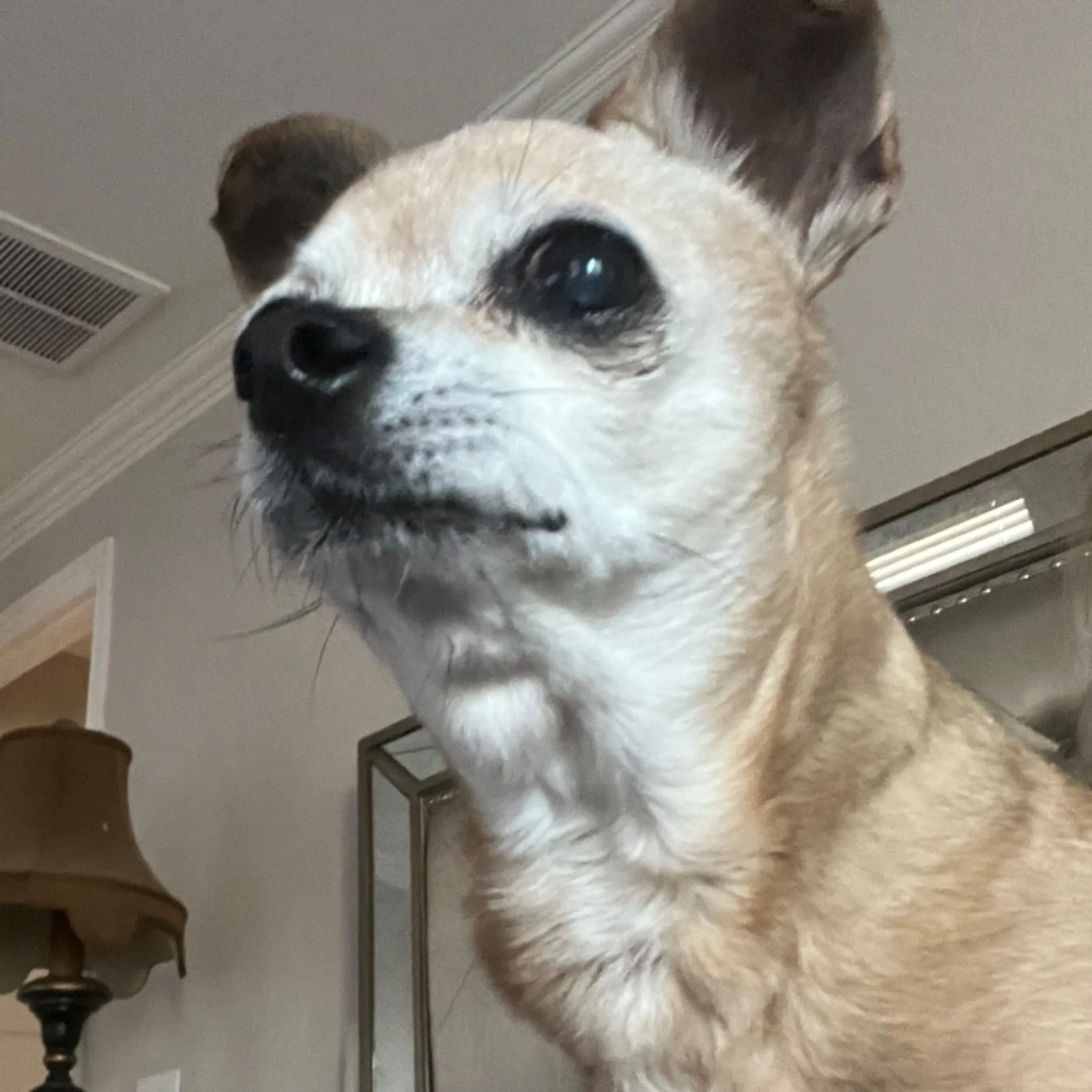 Lost pet-0